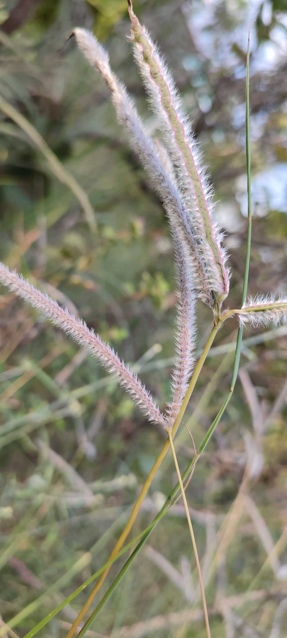Photo of Paspalum eucomum (2/12)