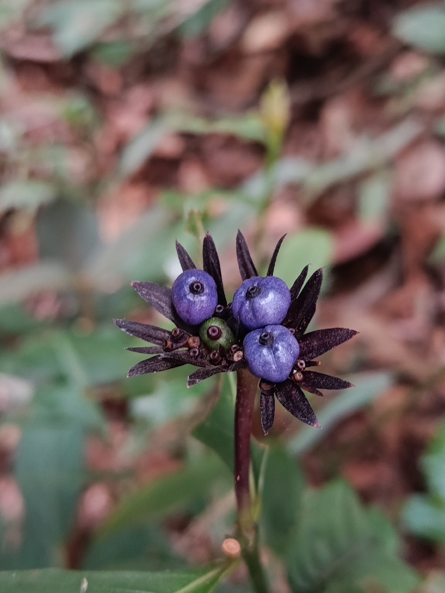 Photo of Plantae (5/6)