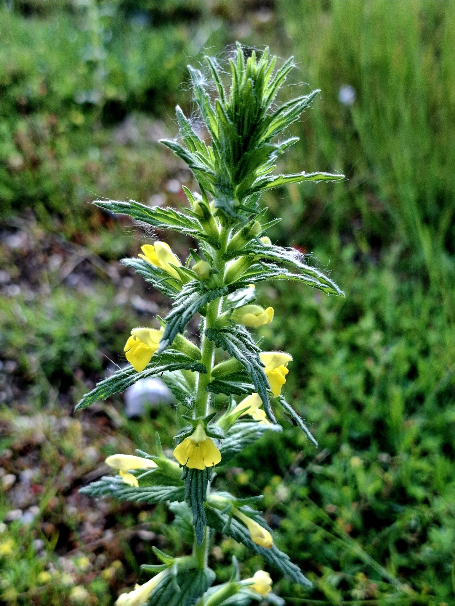 Photo of Yellow Glandweed (2/12)