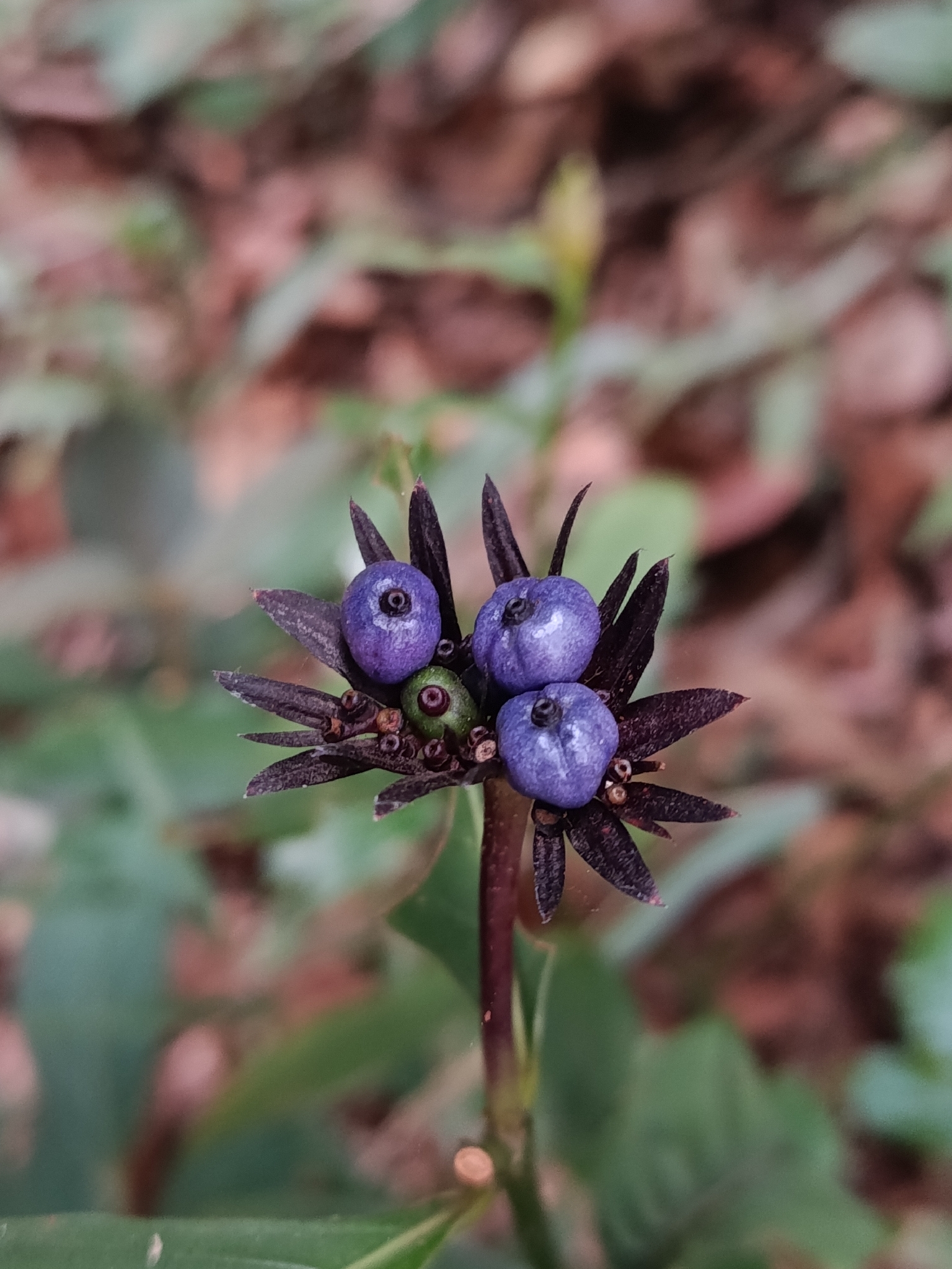 Photo of Plantae (2/6)
