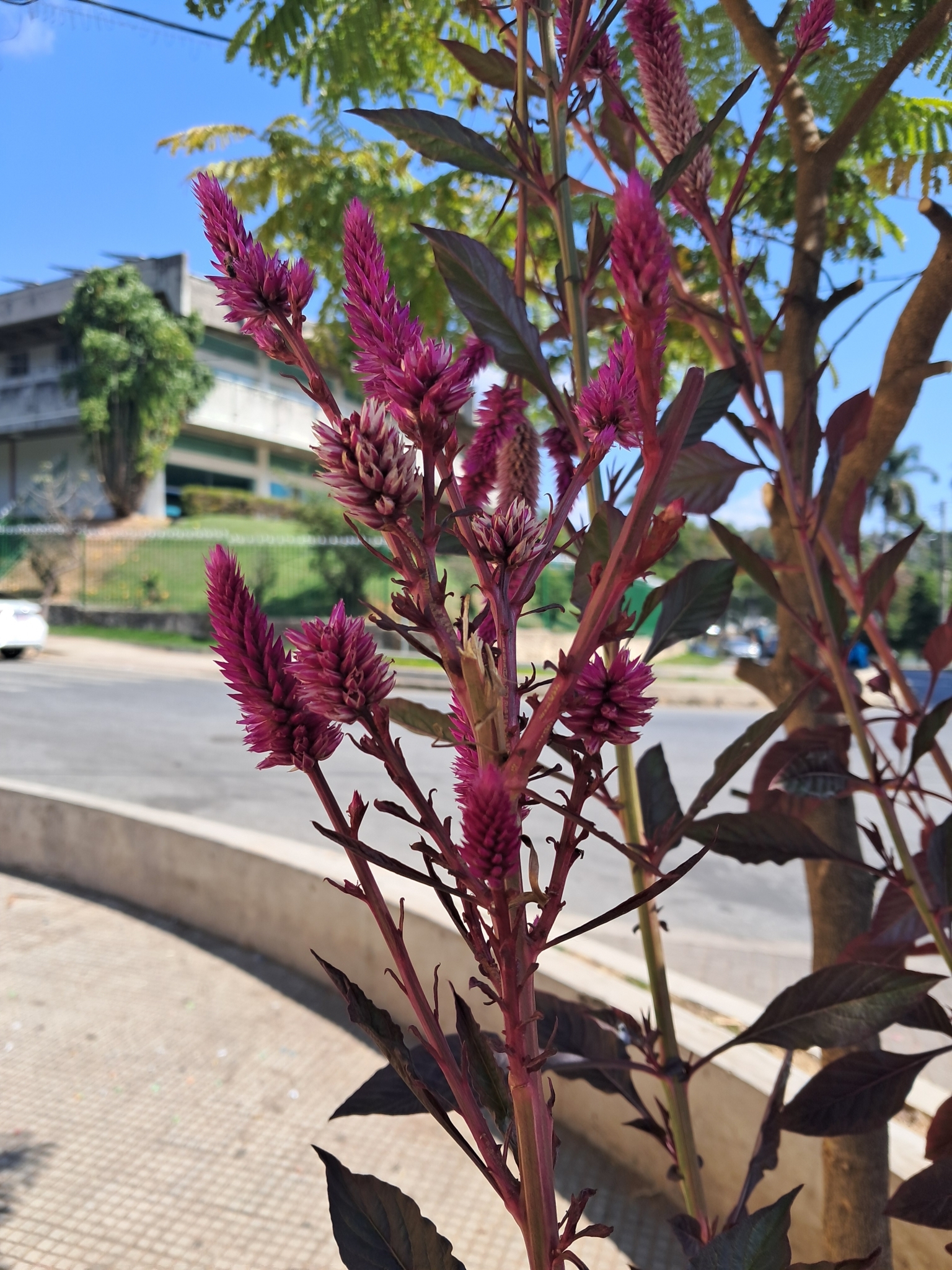 Photo of Flamingo Feather Flower (4/7)
