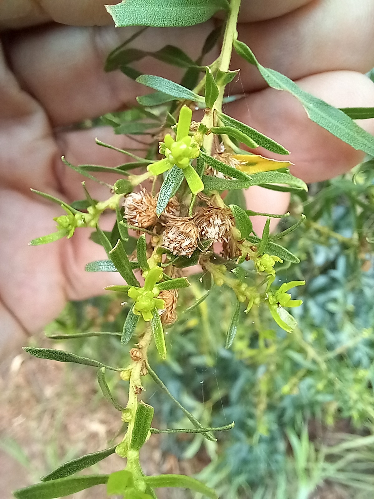 Photo of Baccharis dracunculifolia (9/12)