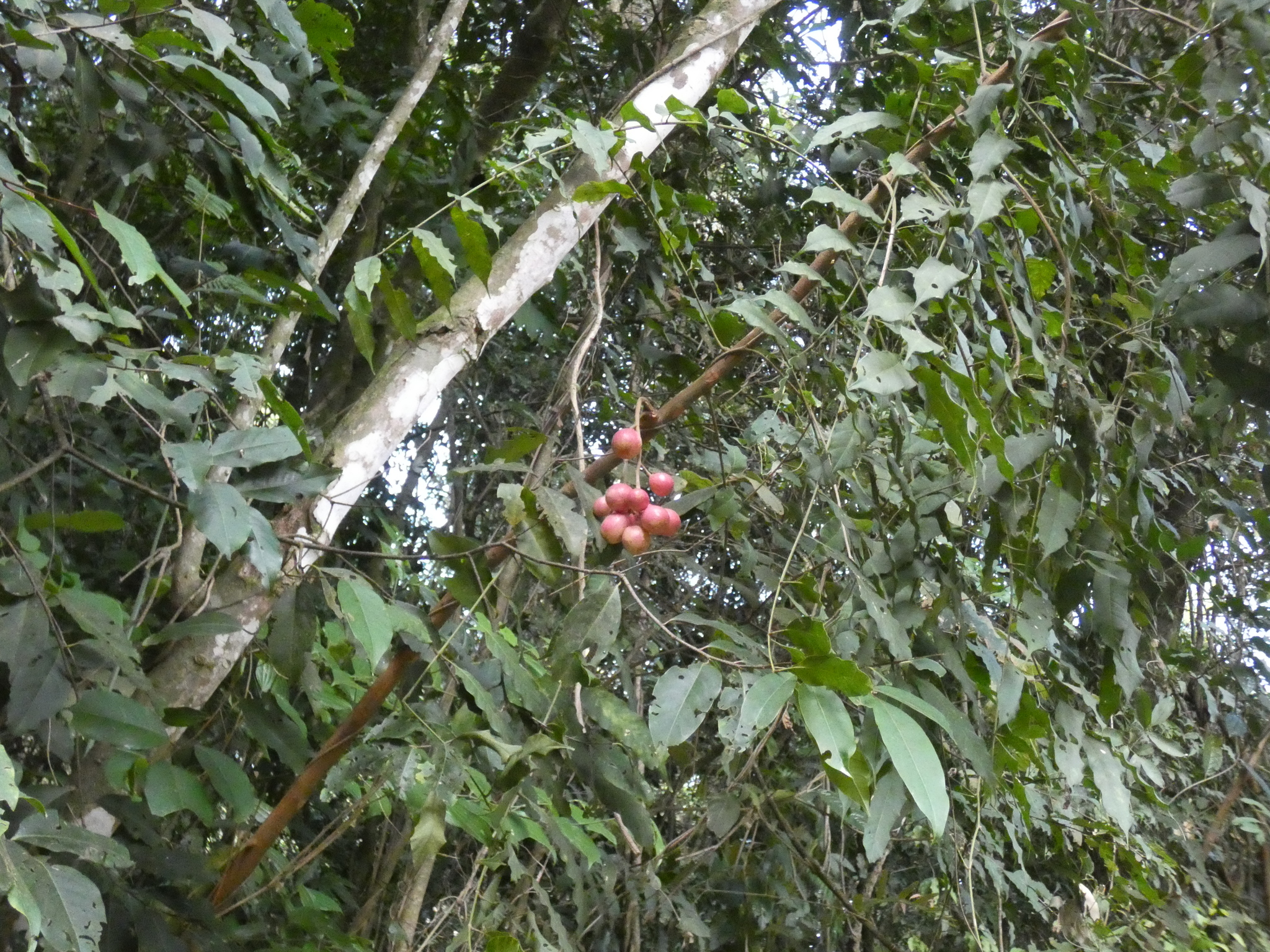 Photo of Cabralea canjerana (6/12)