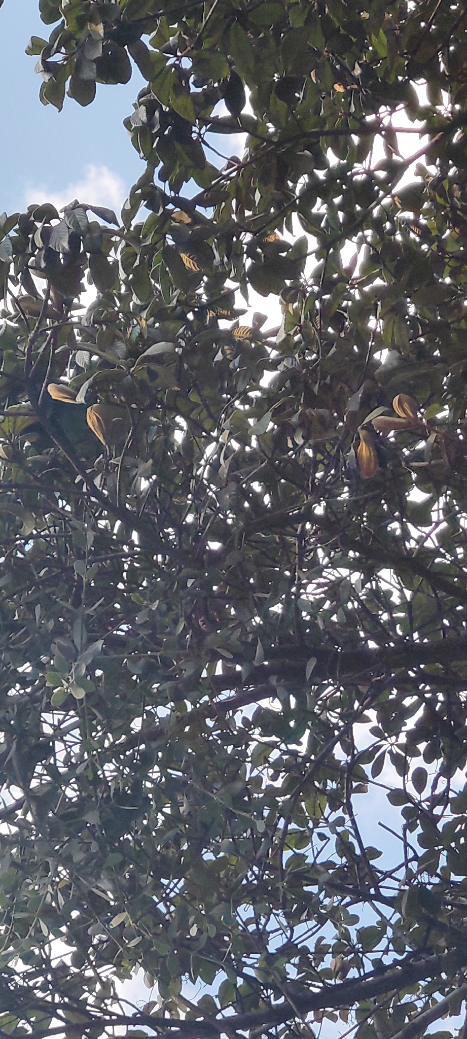 Photo of Aspidosperma tomentosum (8/12)