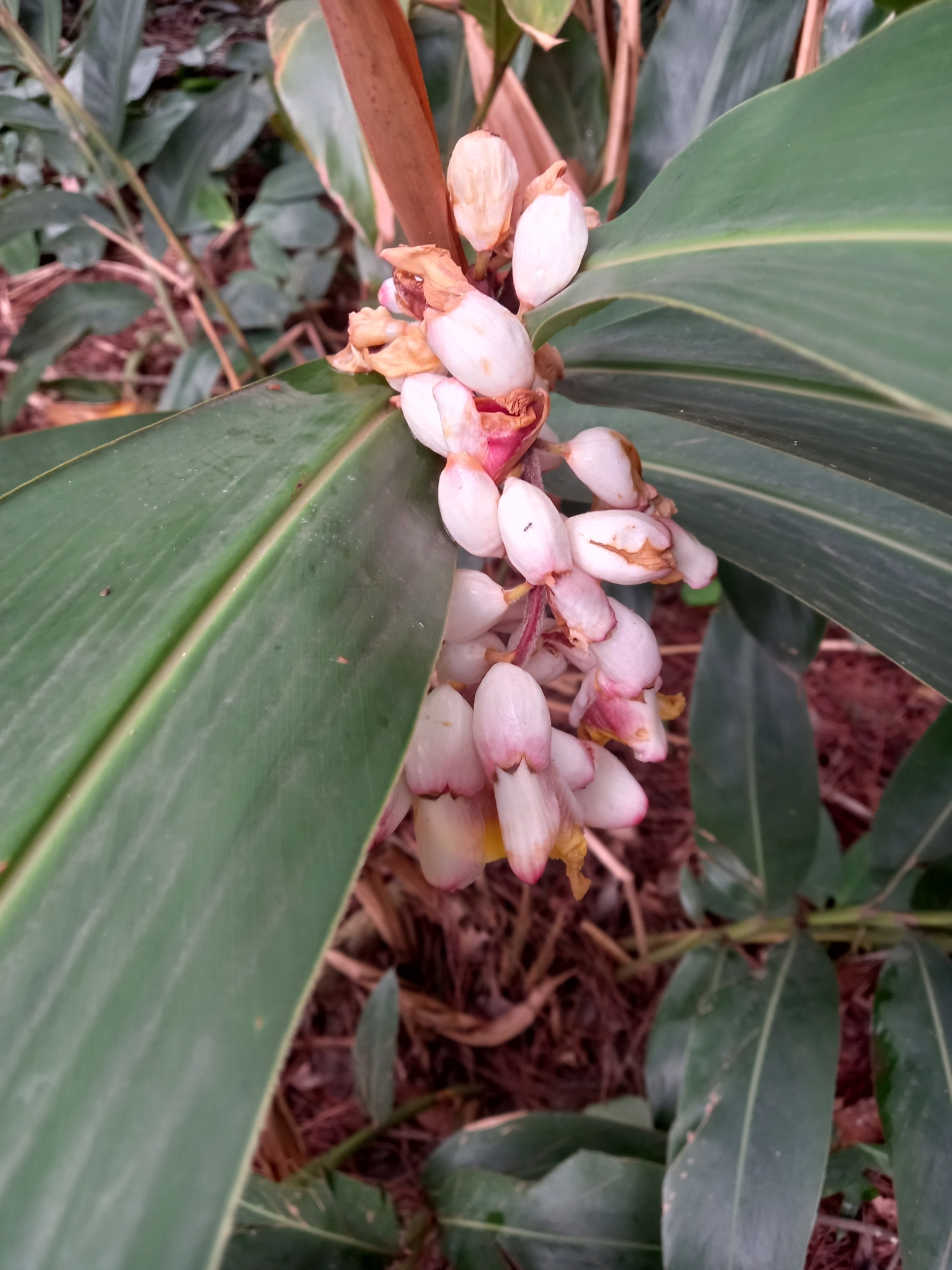 Photo of Shell ginger (2/8)