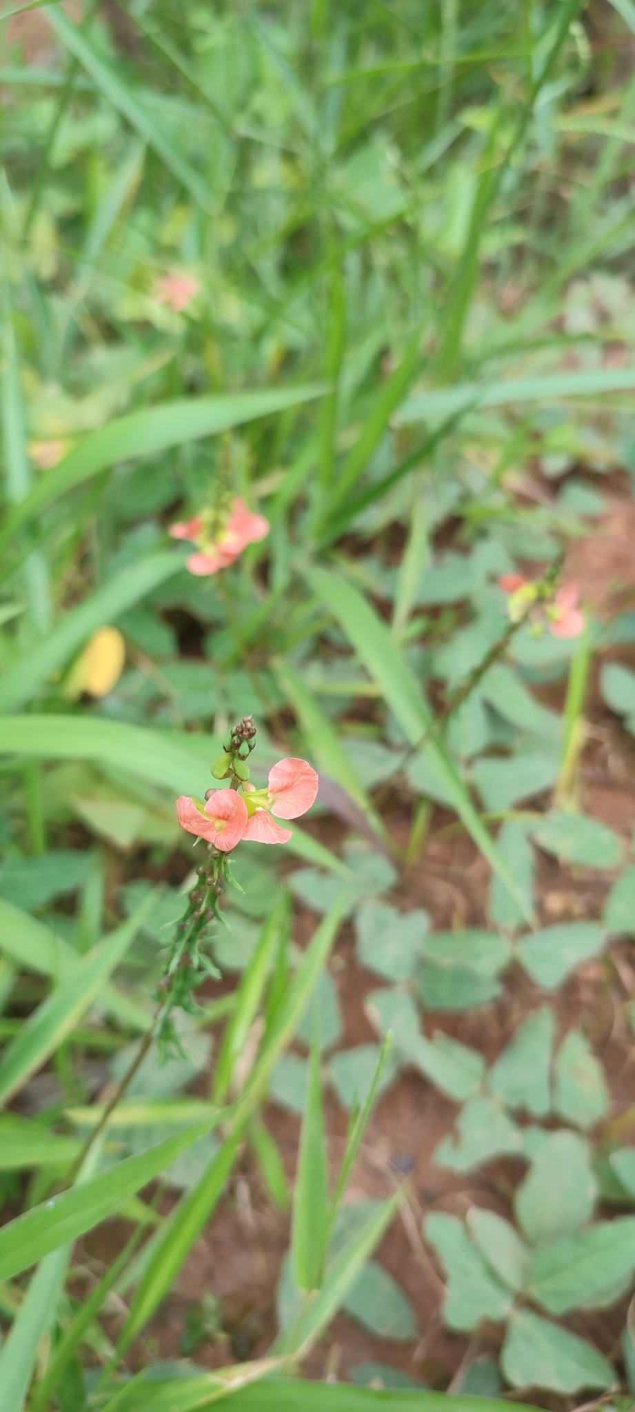 Photo of Macroptilium erythroloma (10/12)