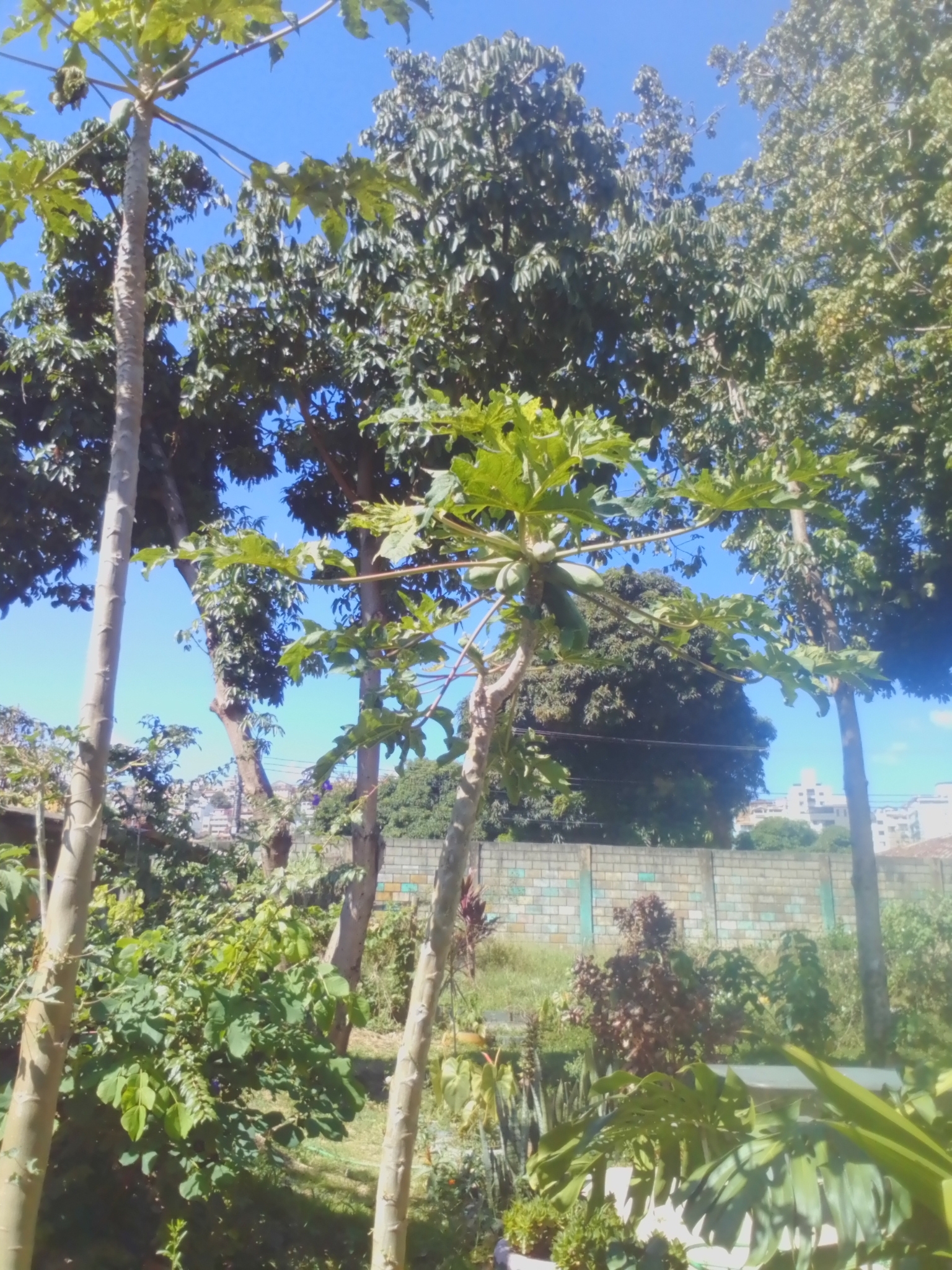 Photo of Papaya (10/12)