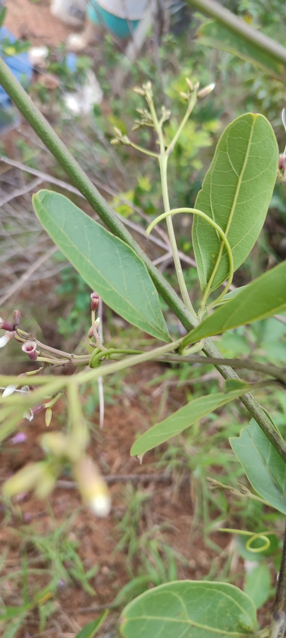 Photo of Cuspidaria pulchra (2/12)