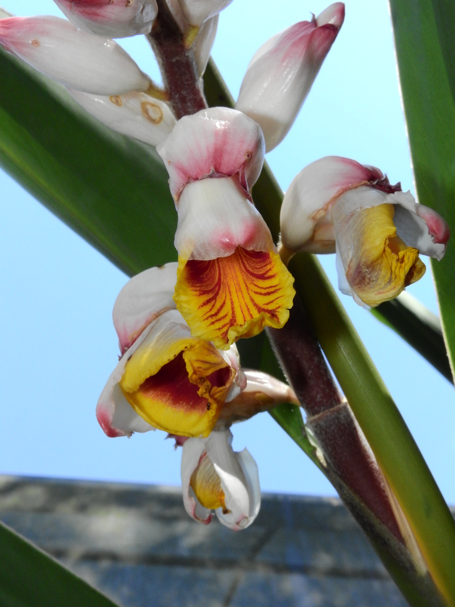 Photo of Shell ginger (5/8)