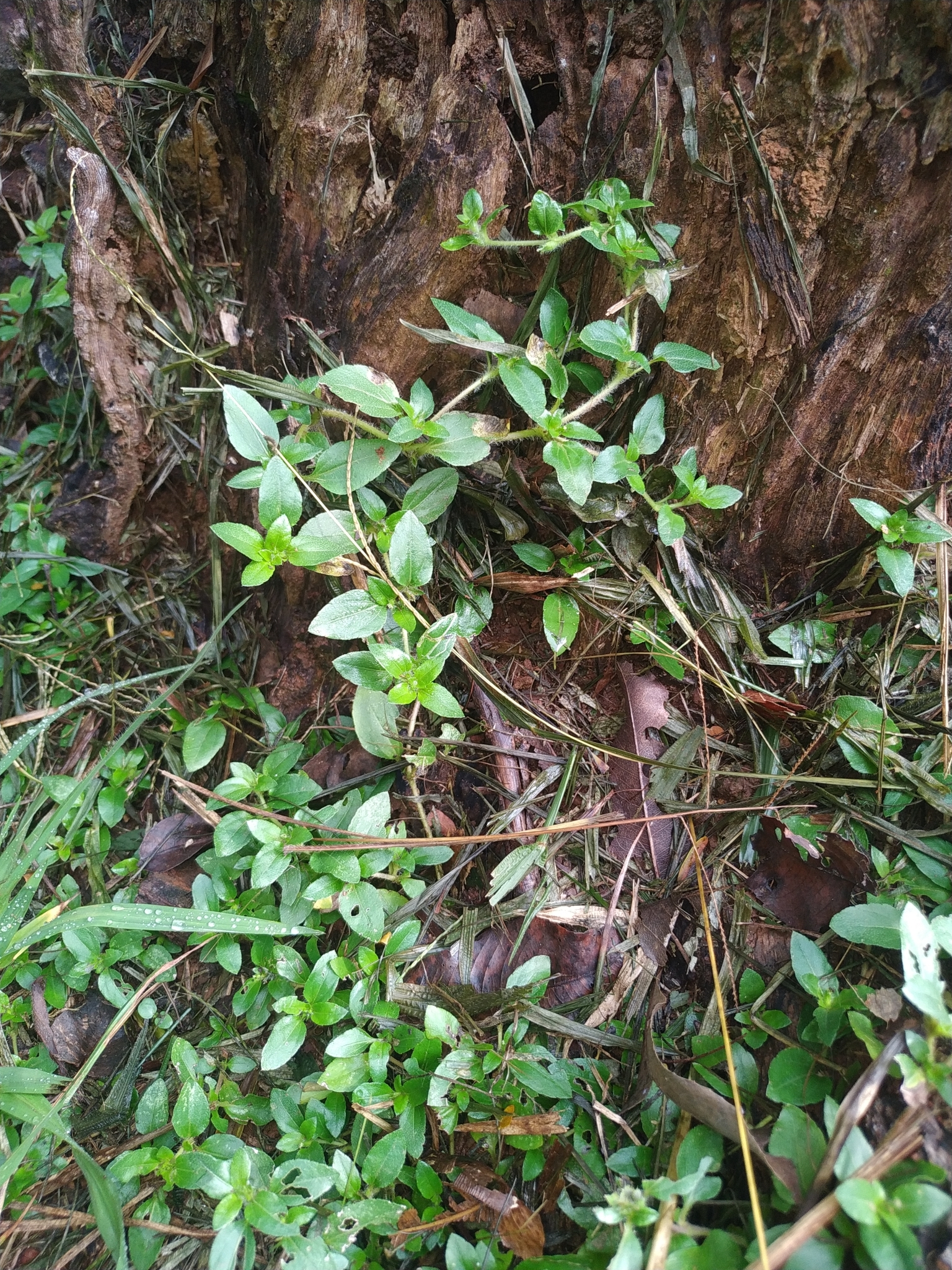 Photo of elephant's foot (4/12)