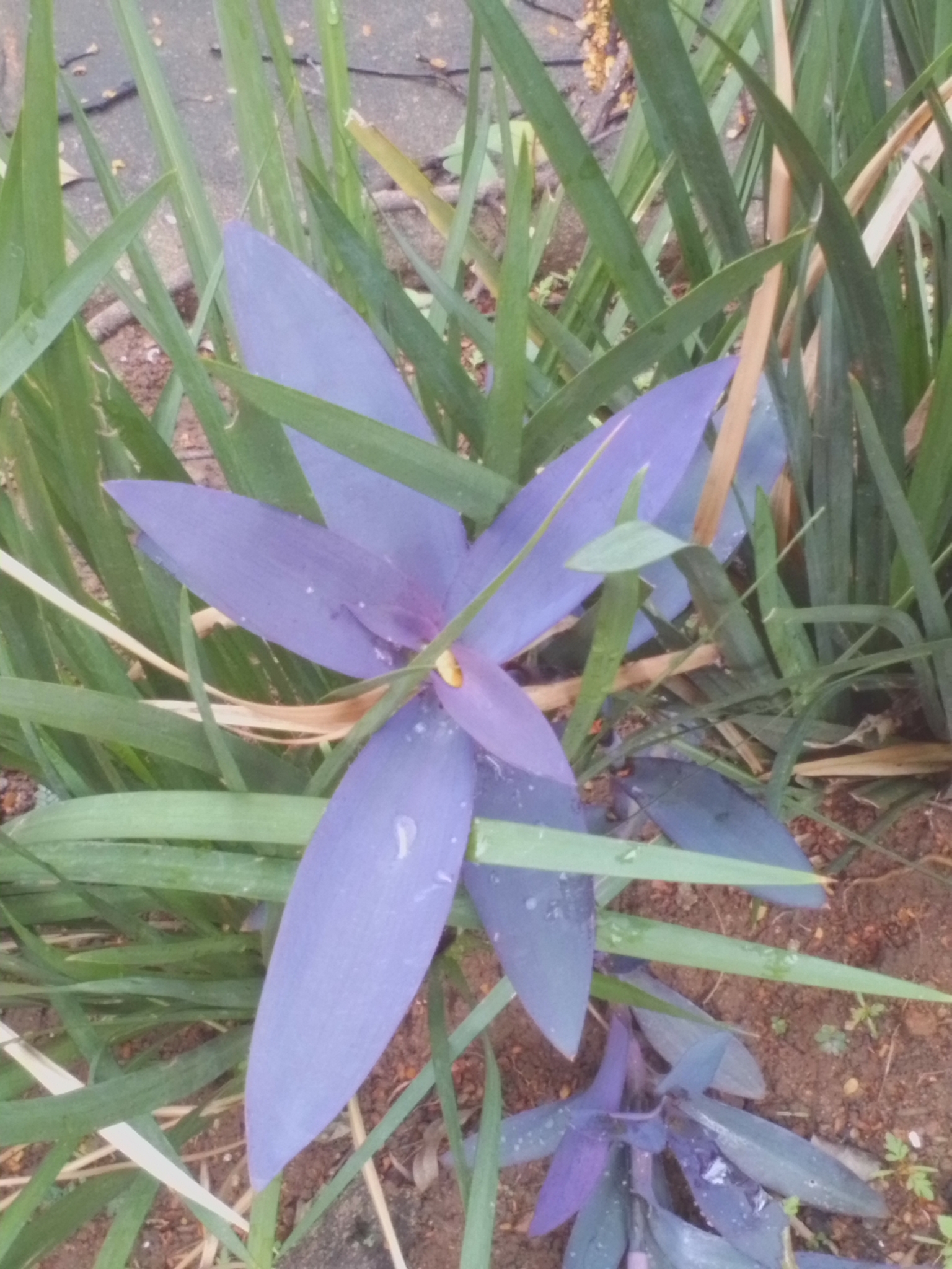 Photo of Purple Heart (1/12)