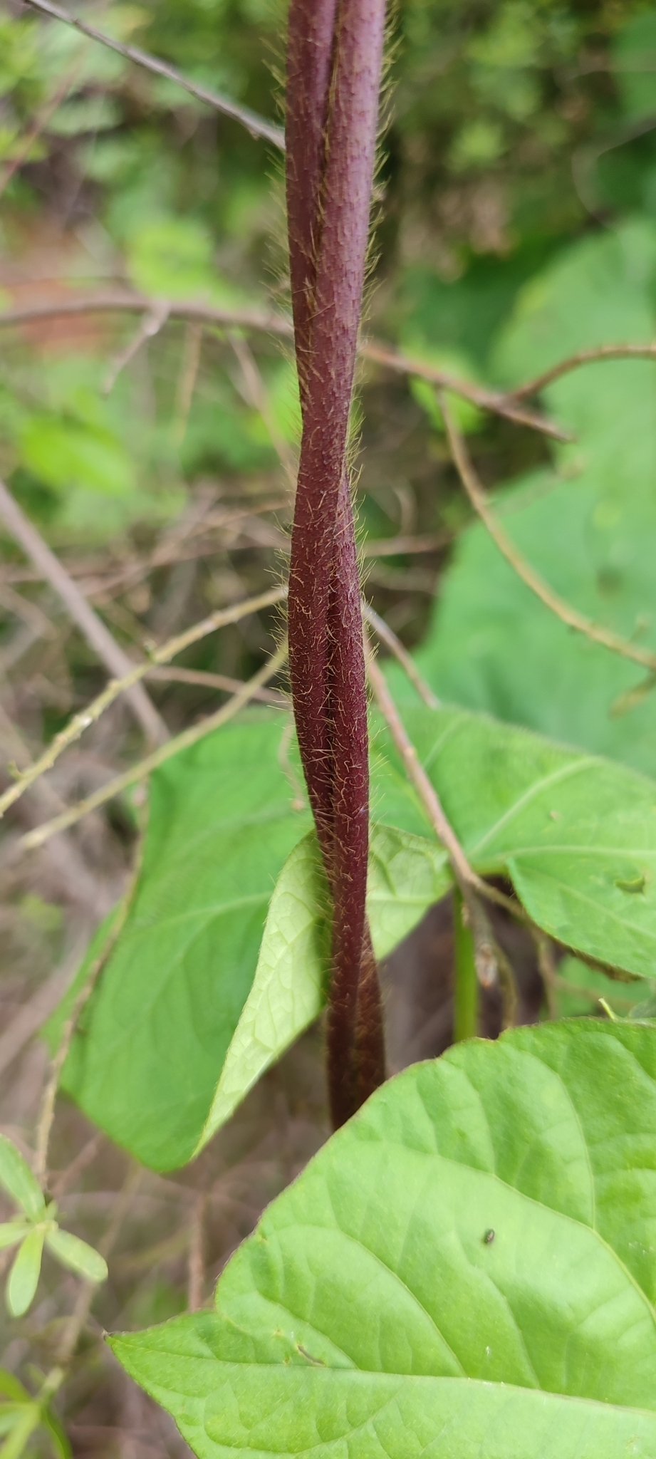 Photo of Japanese morning glory (11/12)
