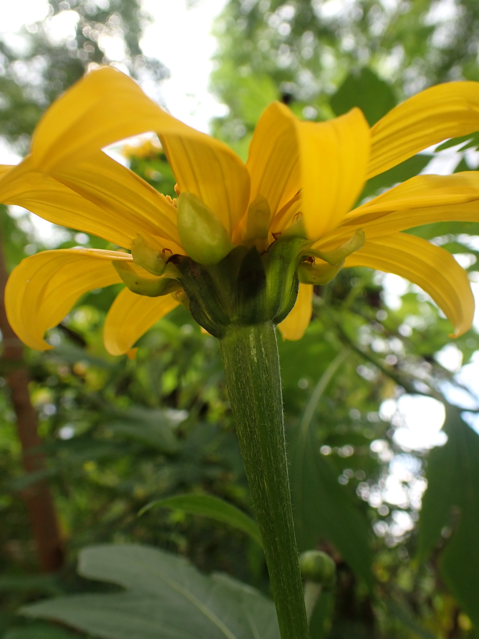 Photo of Mexican sunflower (3/9)