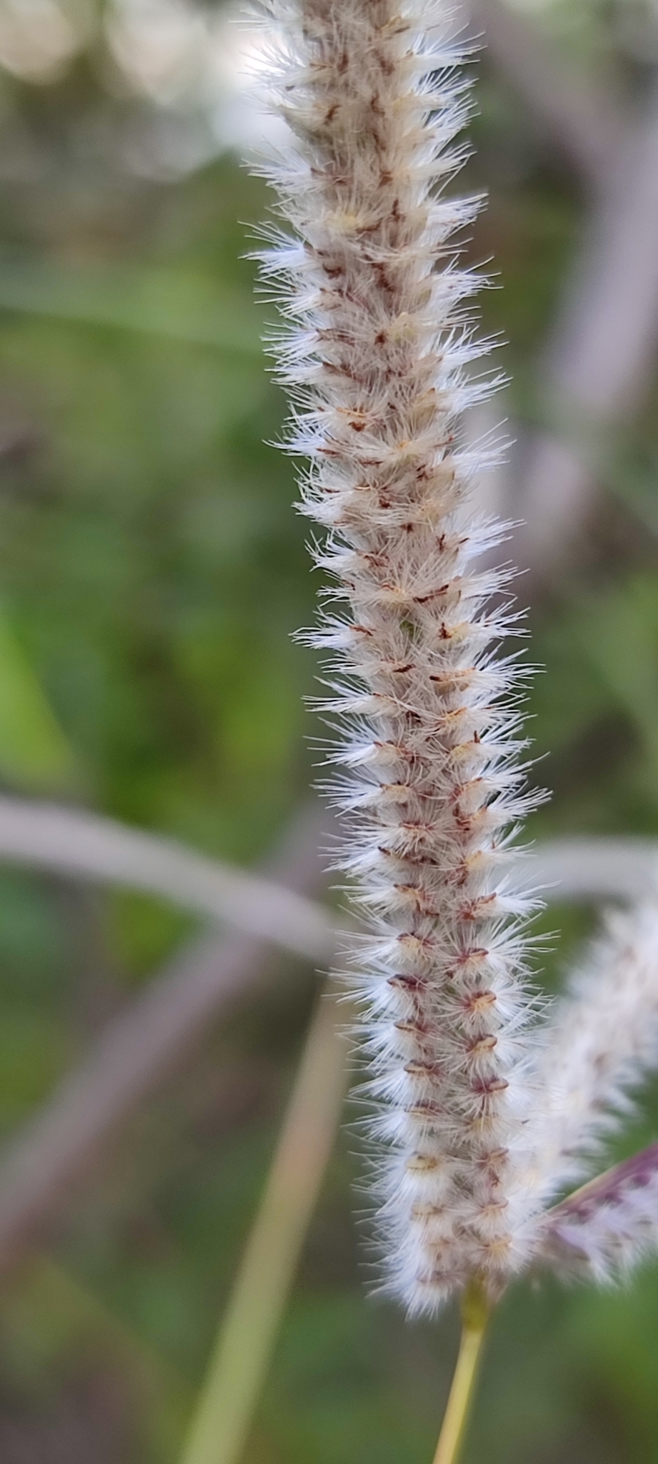 Photo of Paspalum eucomum (10/12)