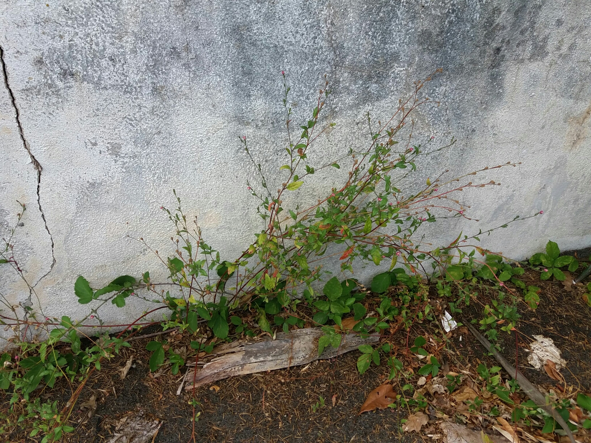Photo of rose evening primrose (2/7)