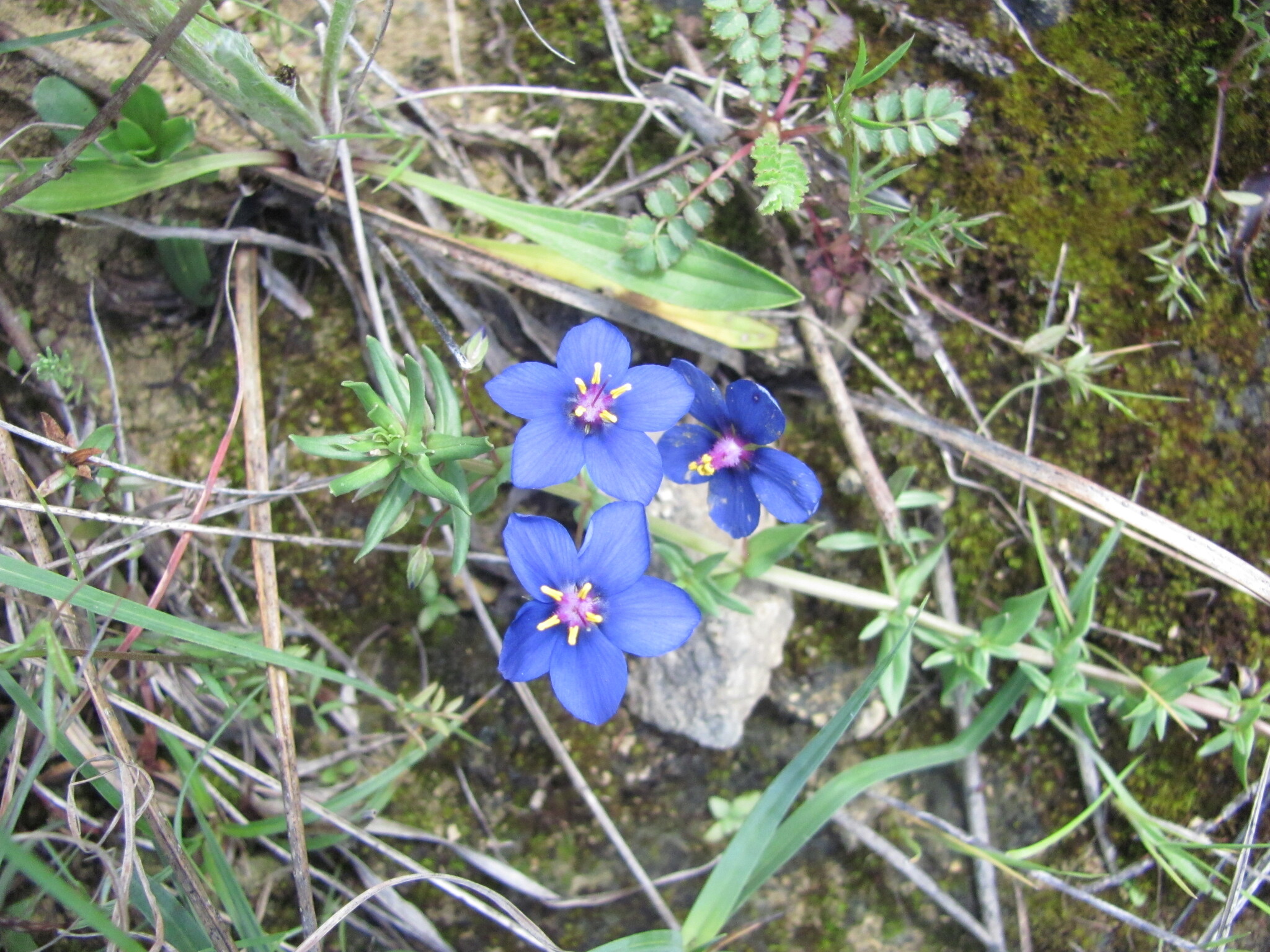 Photo of Flax-leaved Blue Pimpernel (5/12)