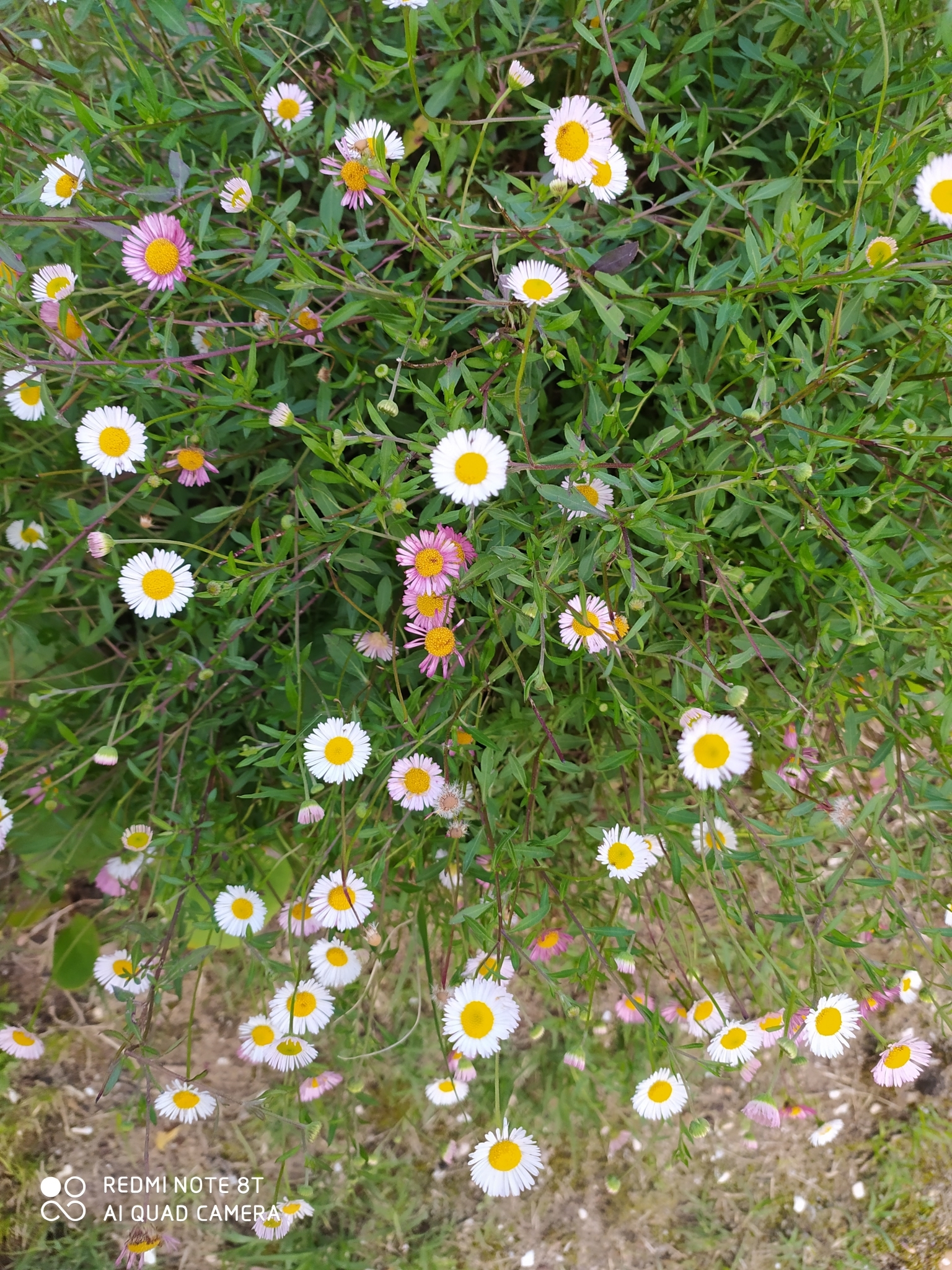 Photo of Mexican Fleabane (11/12)