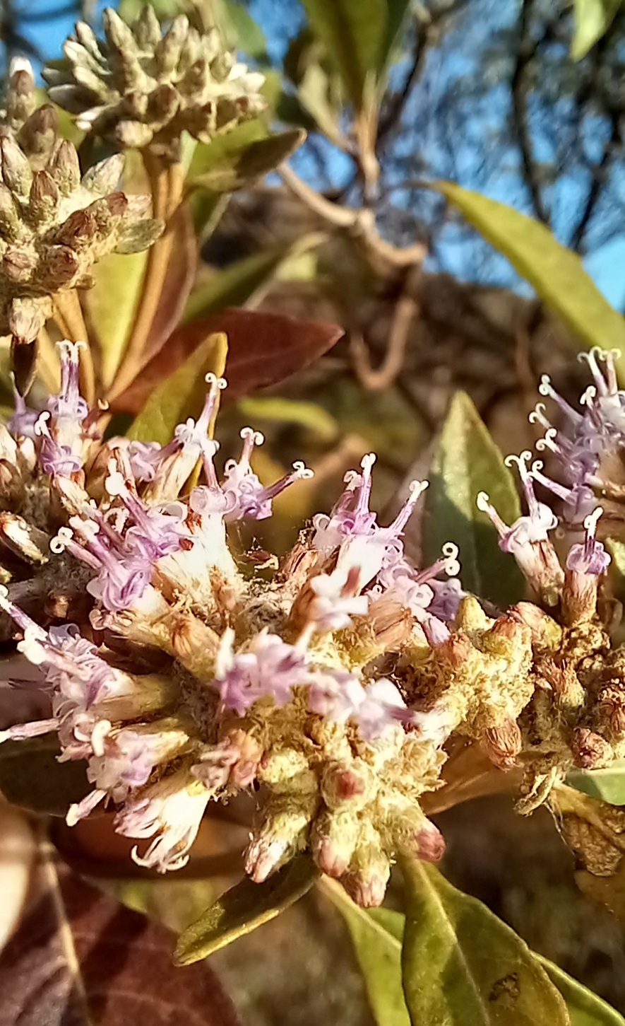 Photo of Asteraceae (4/5)