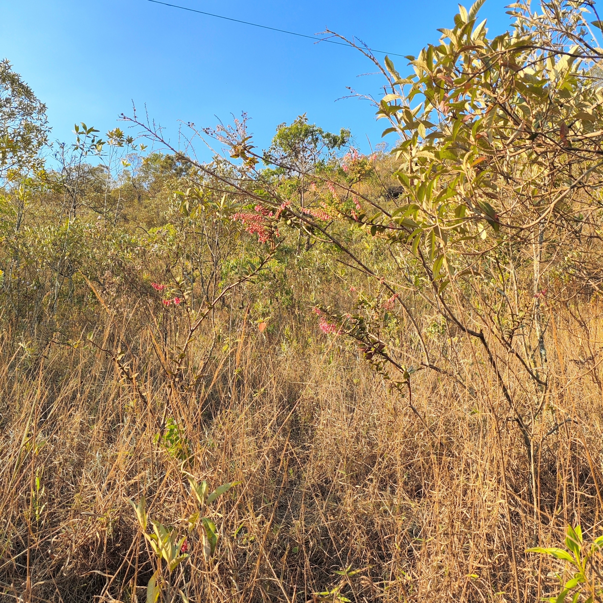 Photo of Gaylussacia brasiliensis (8/8)