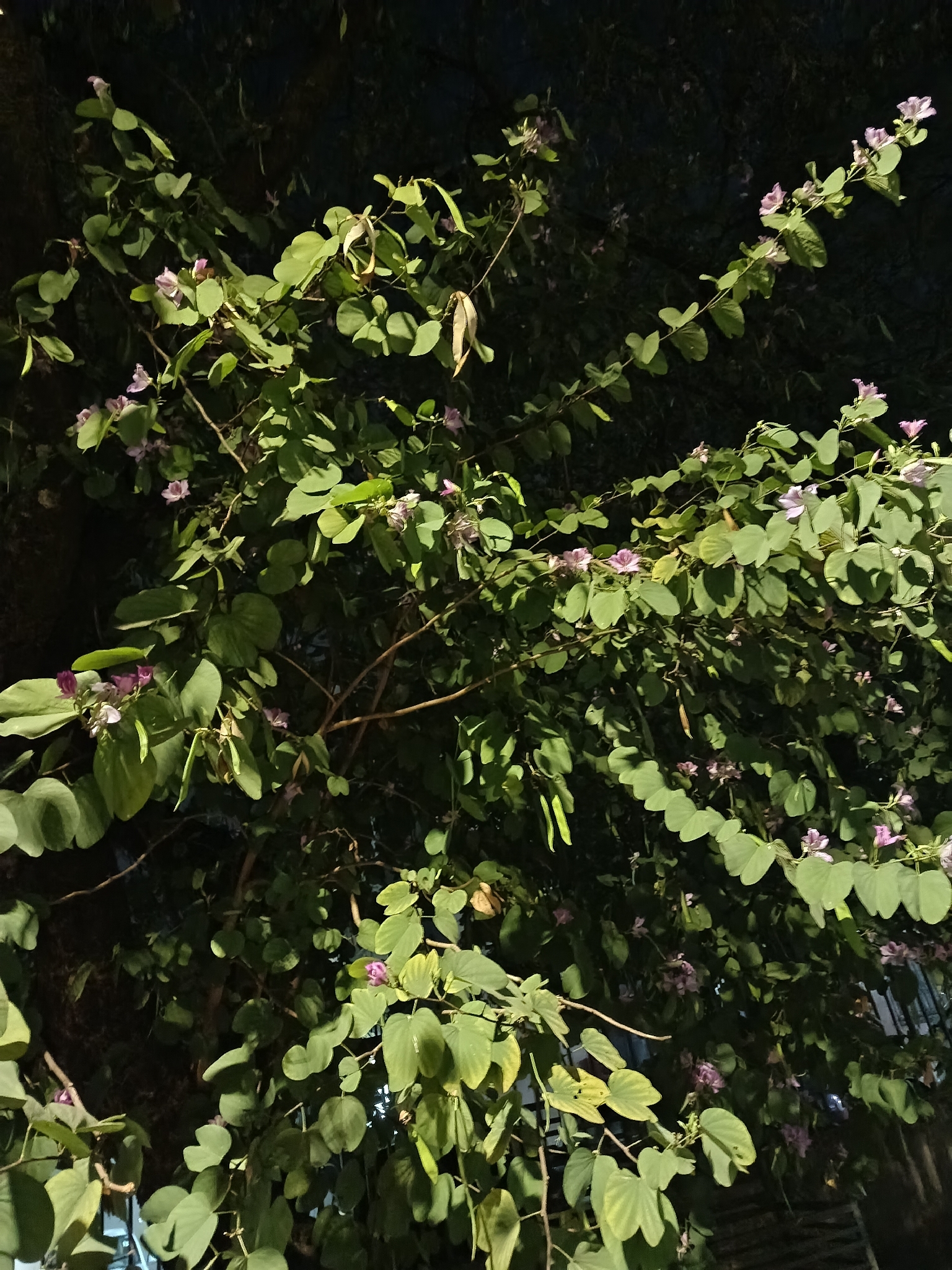 Photo of Orchid tree (5/8)