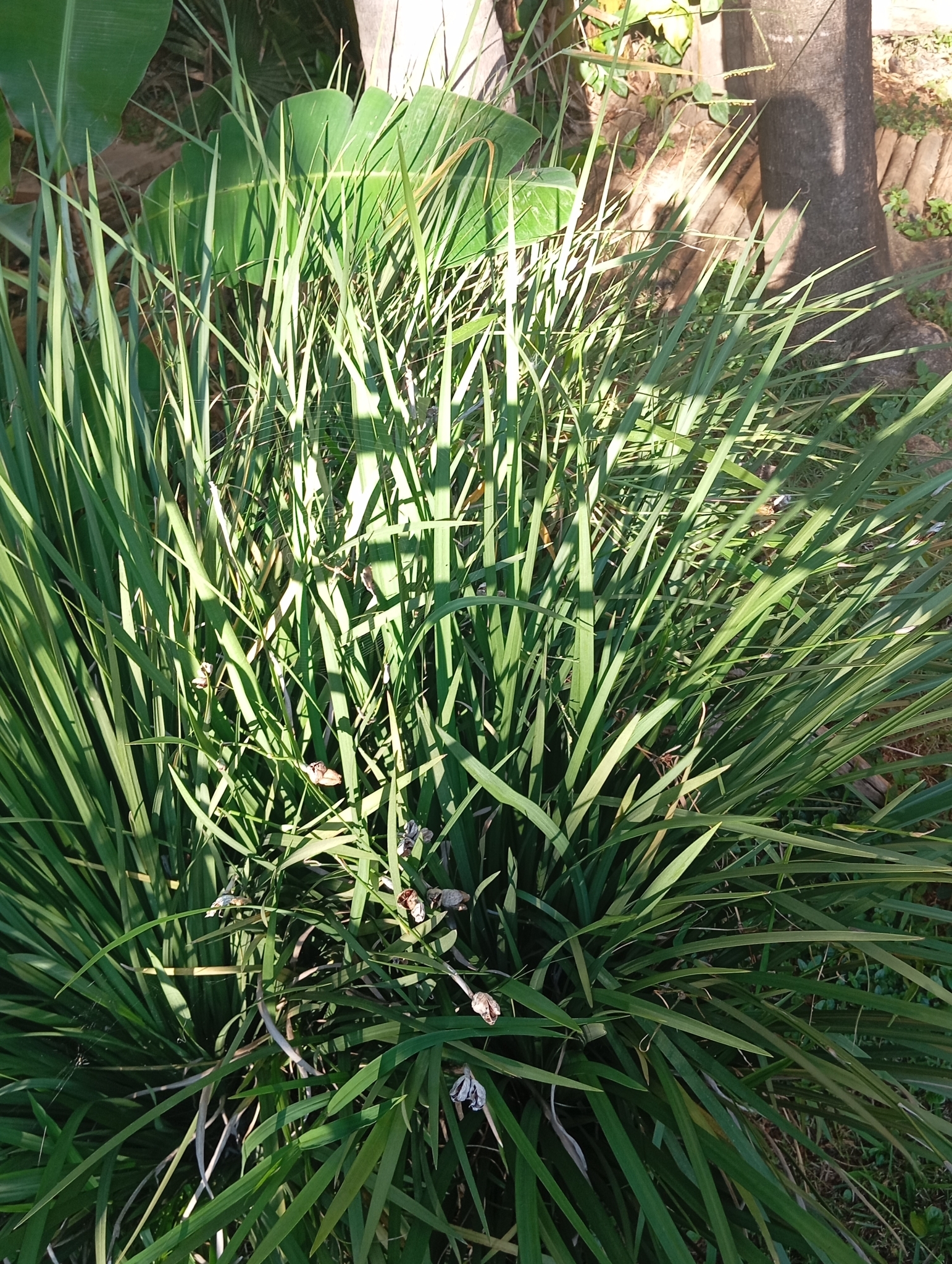 Photo of Yellow Fortnight Lily (2/10)