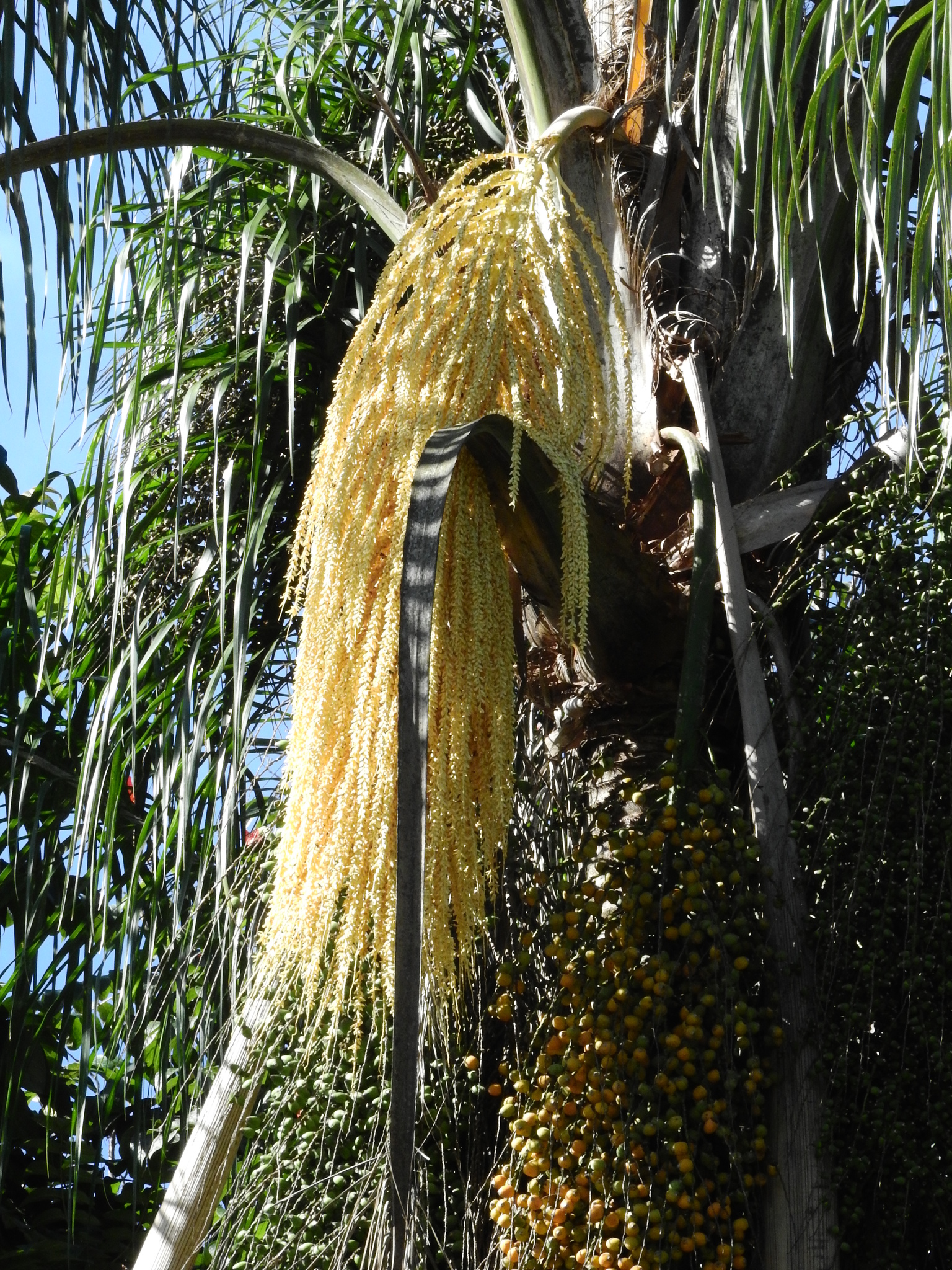 Photo of Queen palm (9/12)