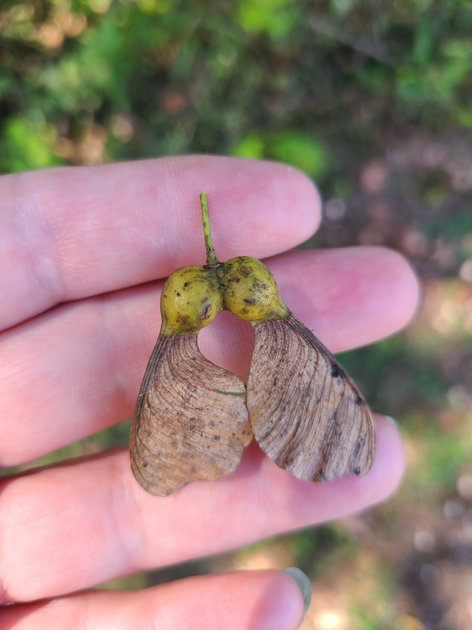 Photo of sycamore maple (7/12)