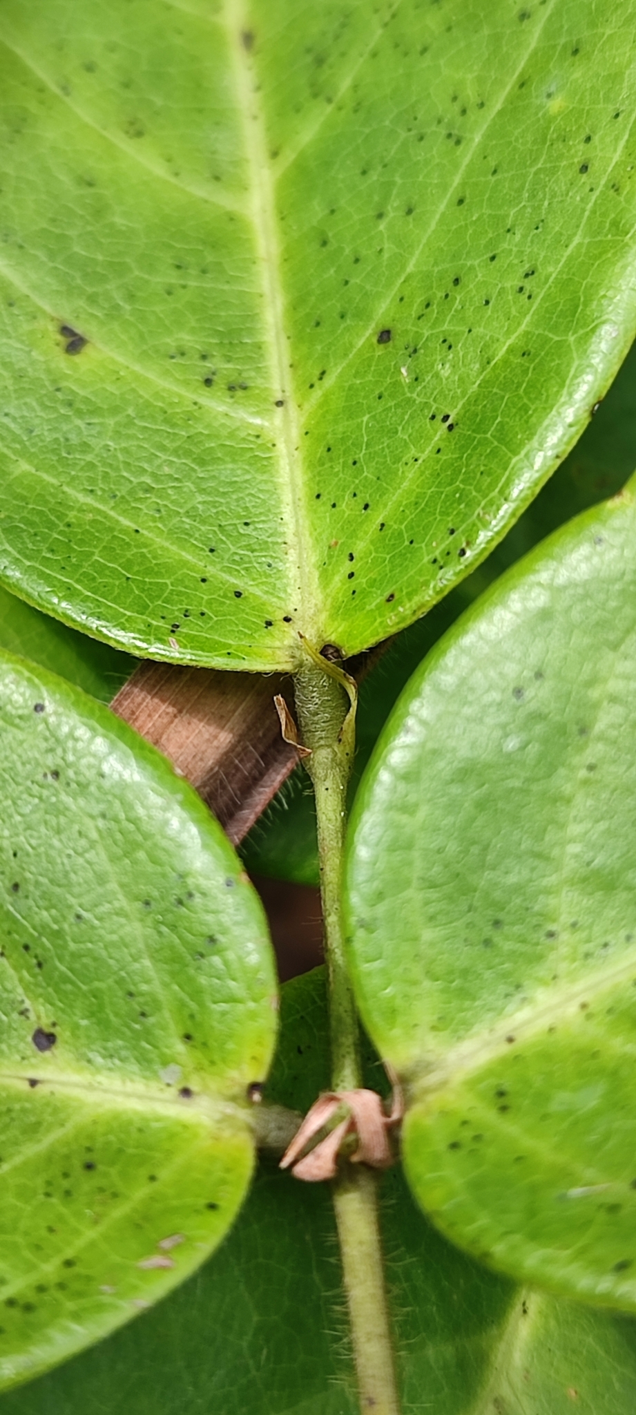 Photo of Clitoria falcata (6/12)