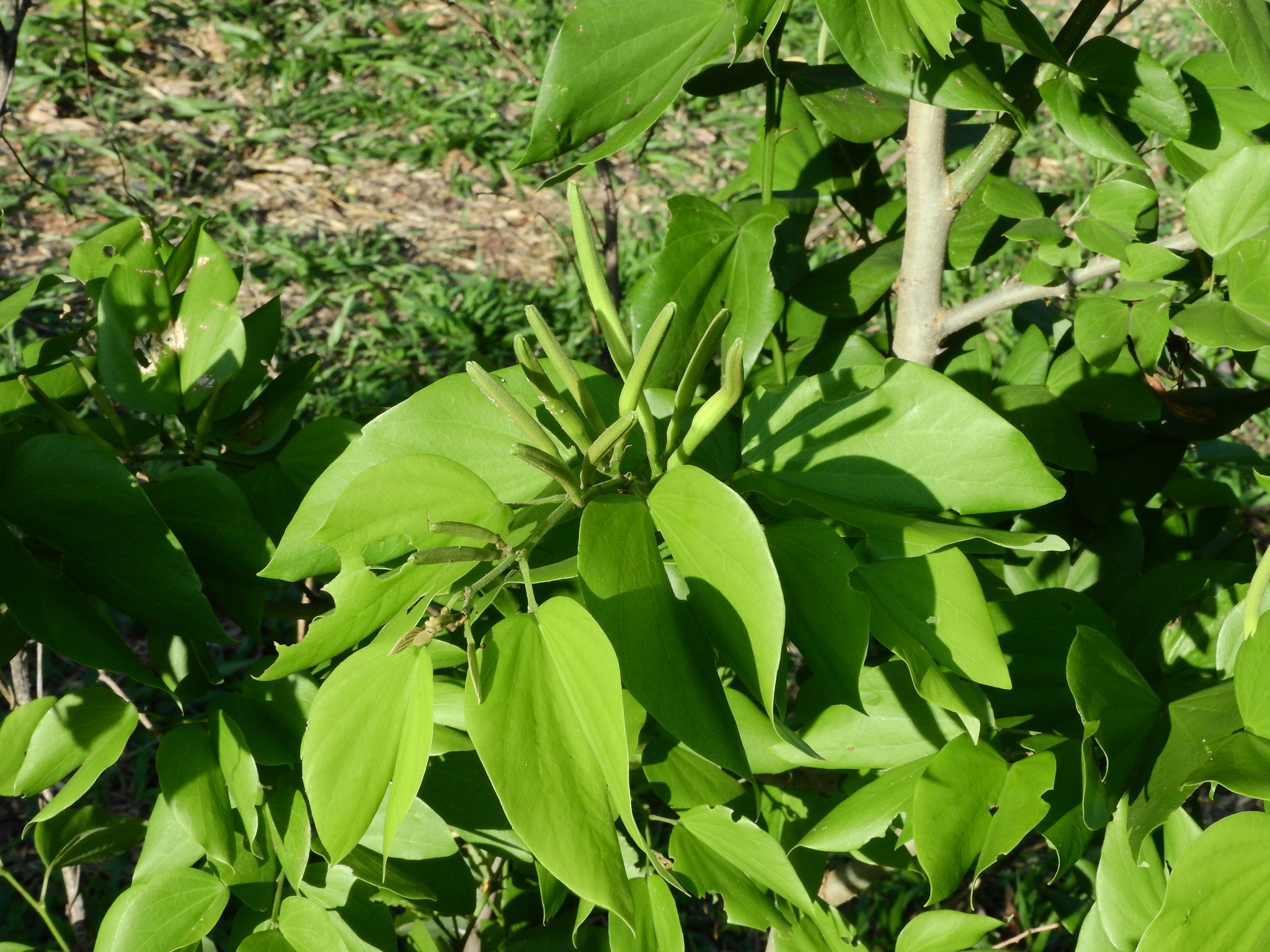 Photo of Brazilian orchid tree (7/12)