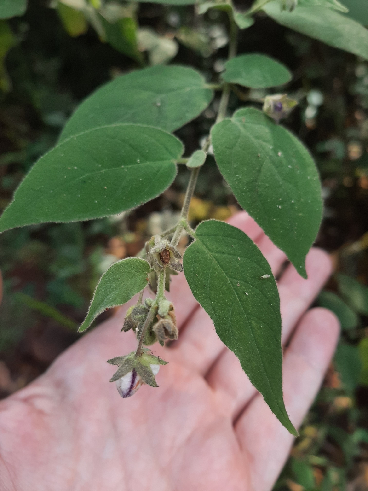 Photo of Solanum didymum (6/8)