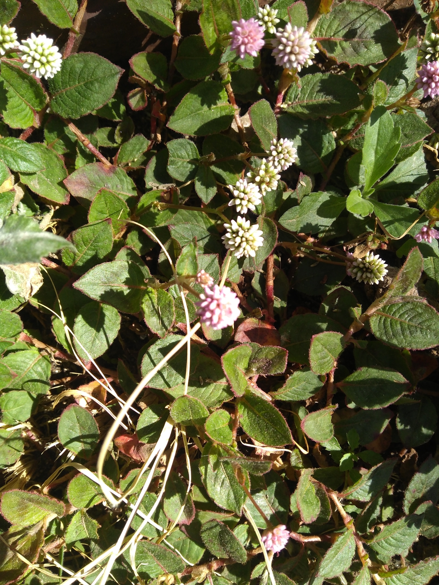 Photo of pink knotweed (6/8)