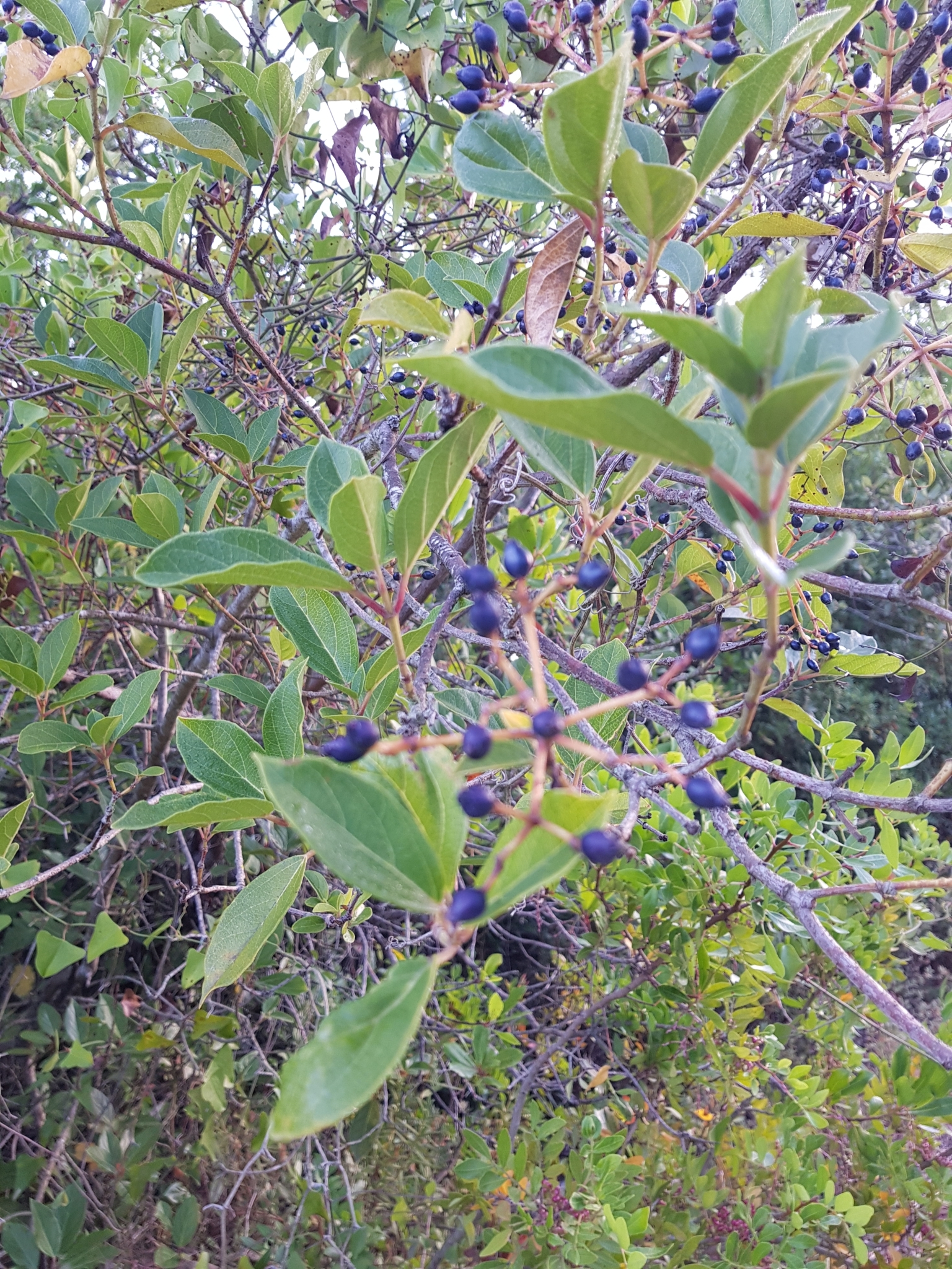 Photo of Laurustinus viburnum (2/12)