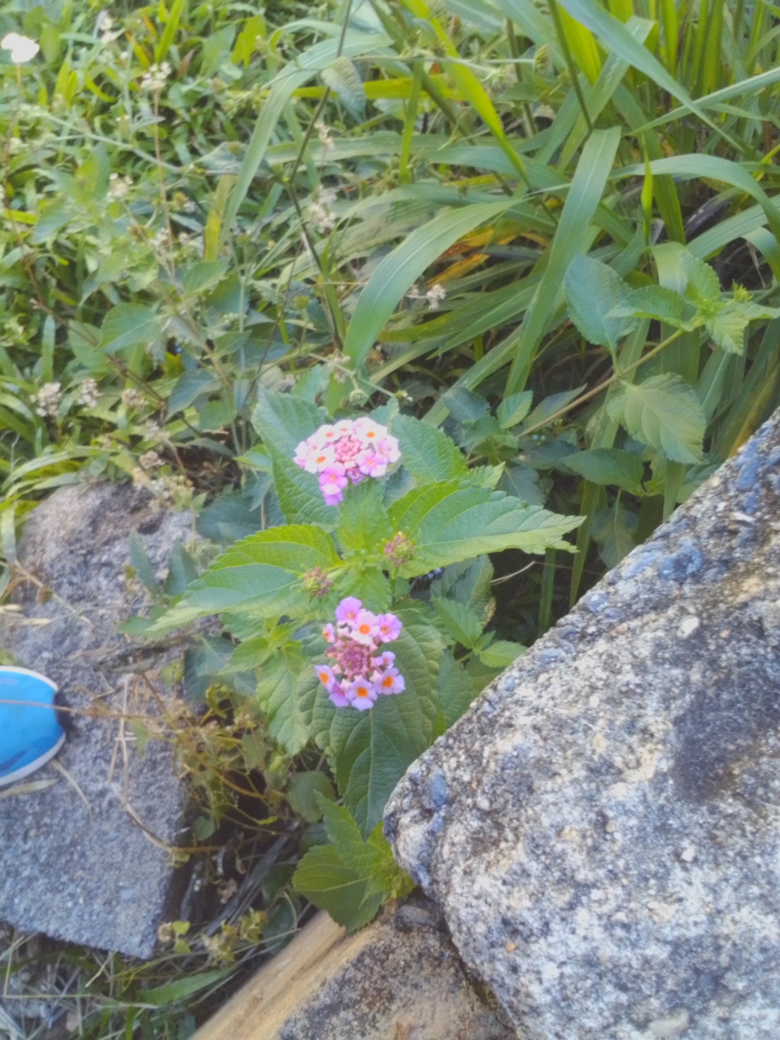 Photo of Ternate Lantana (4/11)