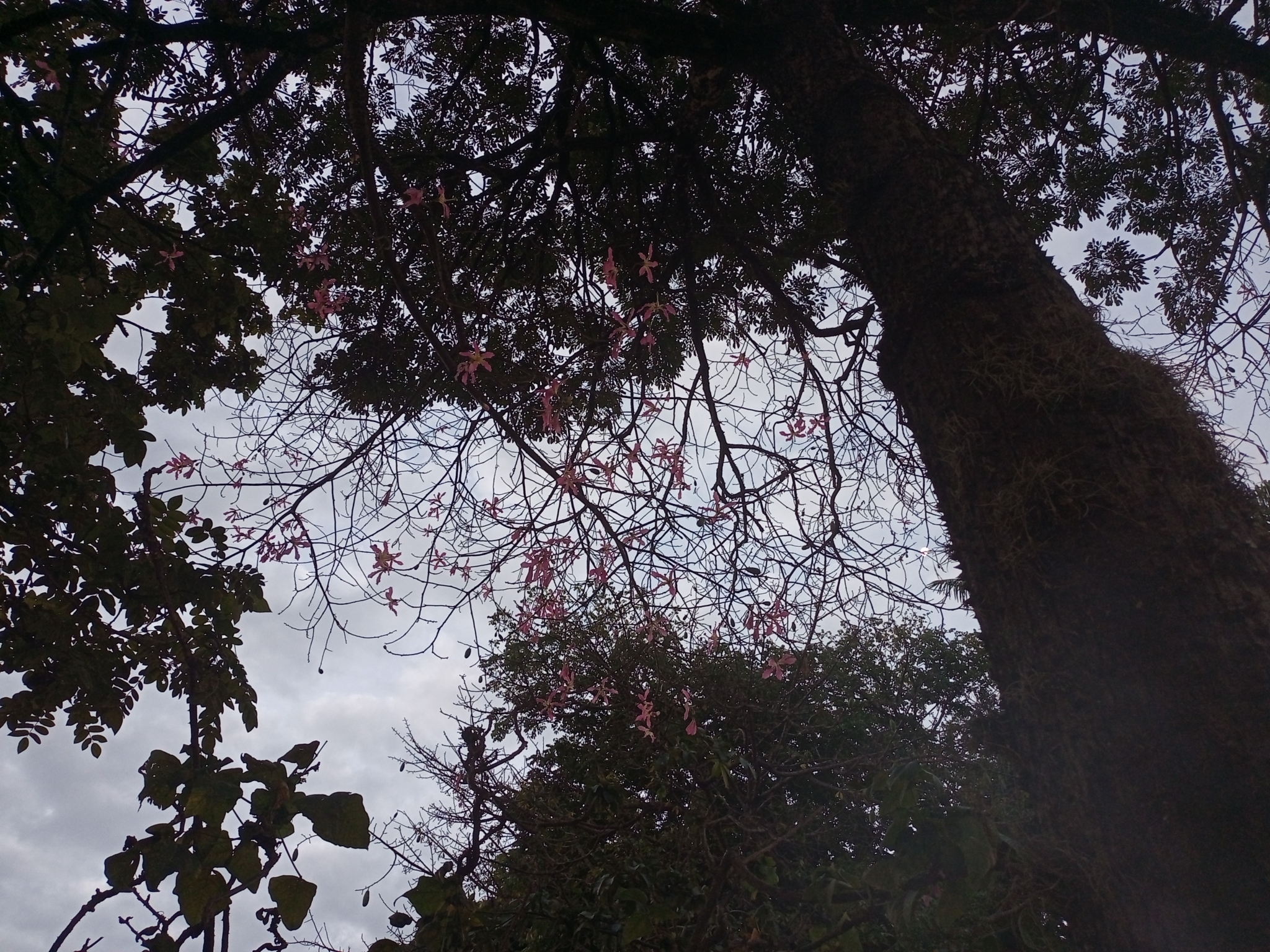 Photo of Silk floss tree (4/7)