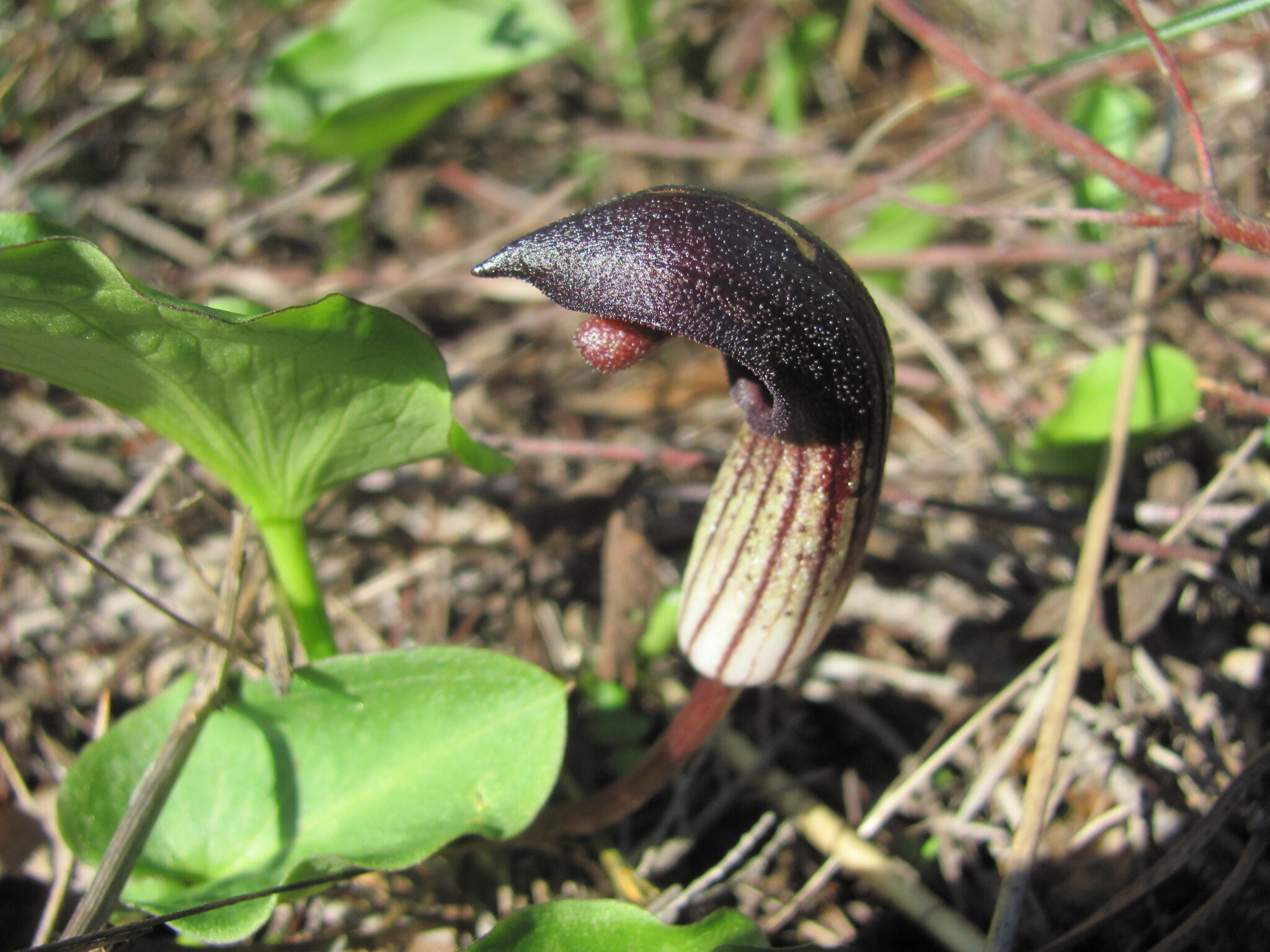 Photo of Arisarum simorrhinum (9/12)