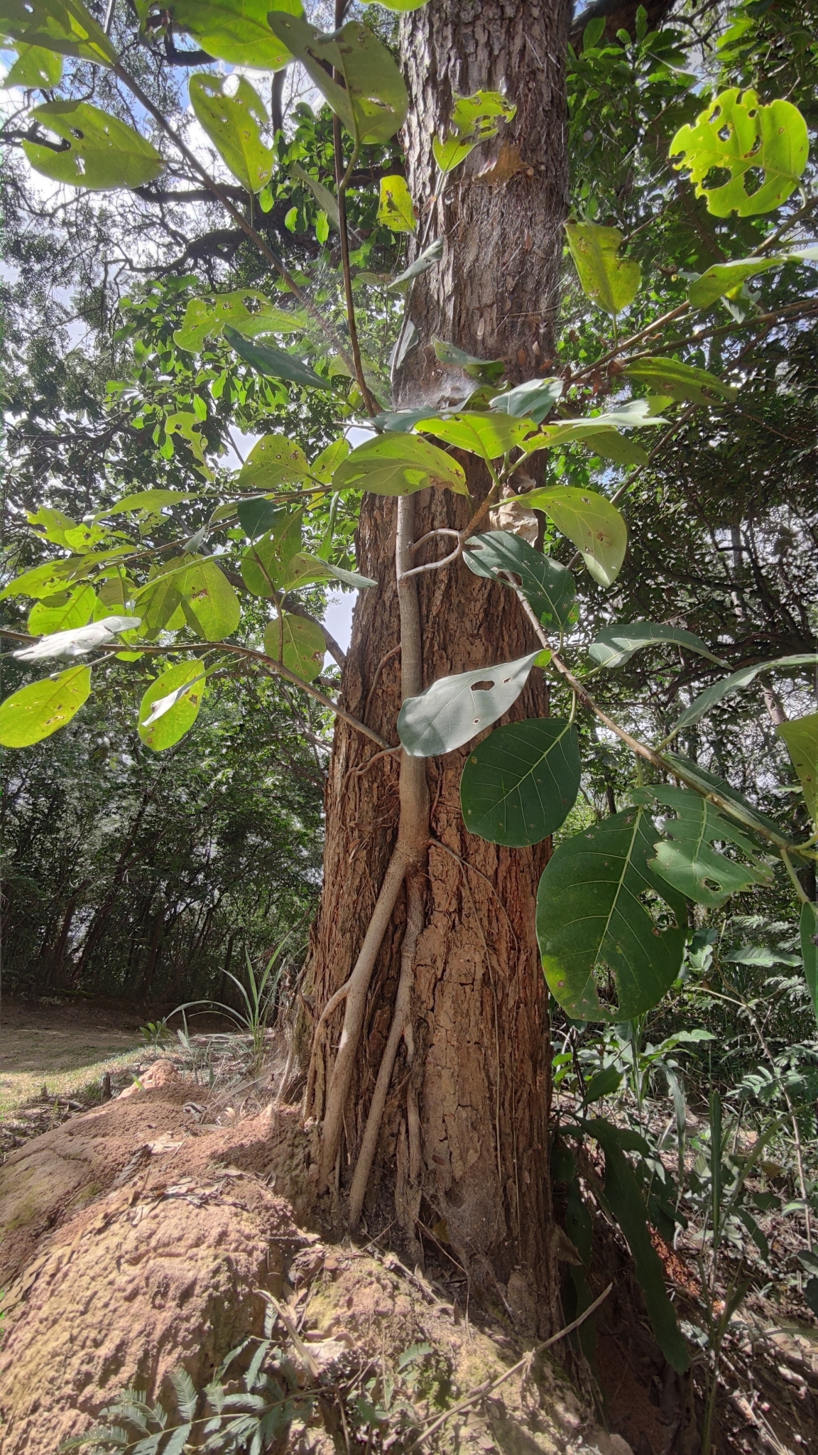 Photo of Ficus obtusifolia (11/11)