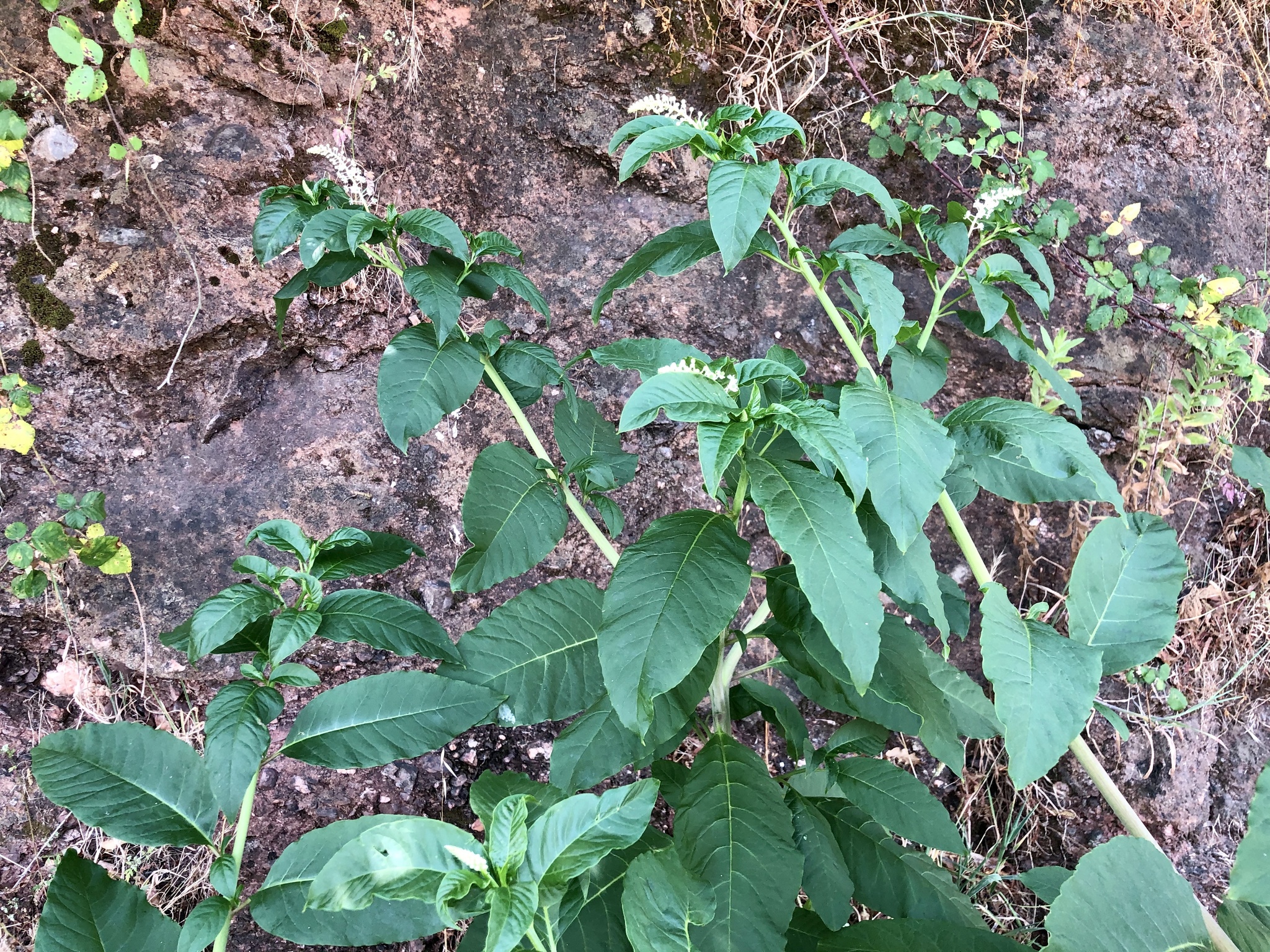 Photo of American pokeweed (7/12)