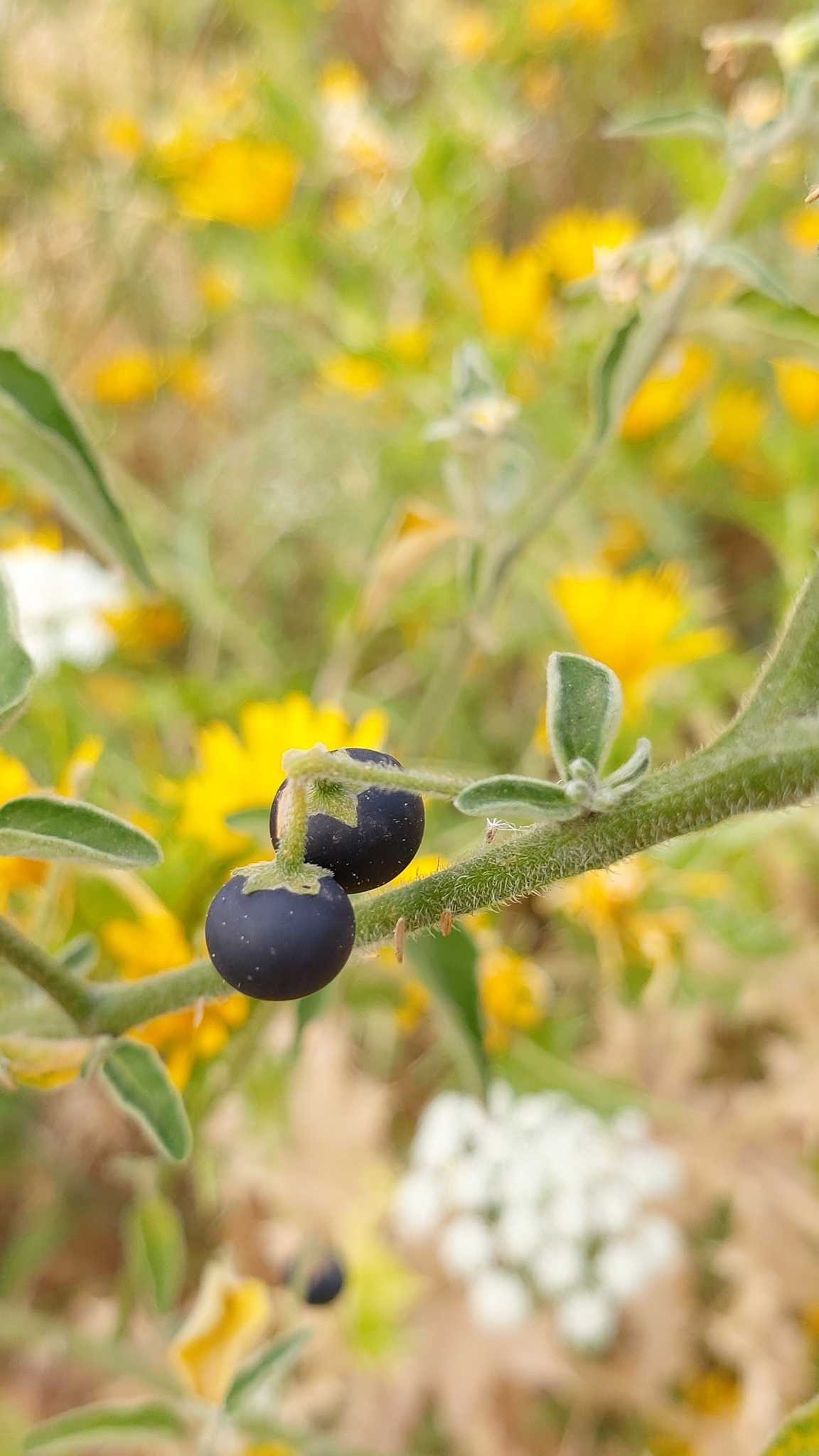 Photo of tall nightshade (10/12)