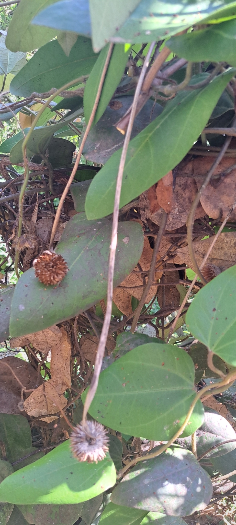 Photo of Brazilian Dutchman's Pipe (11/15)