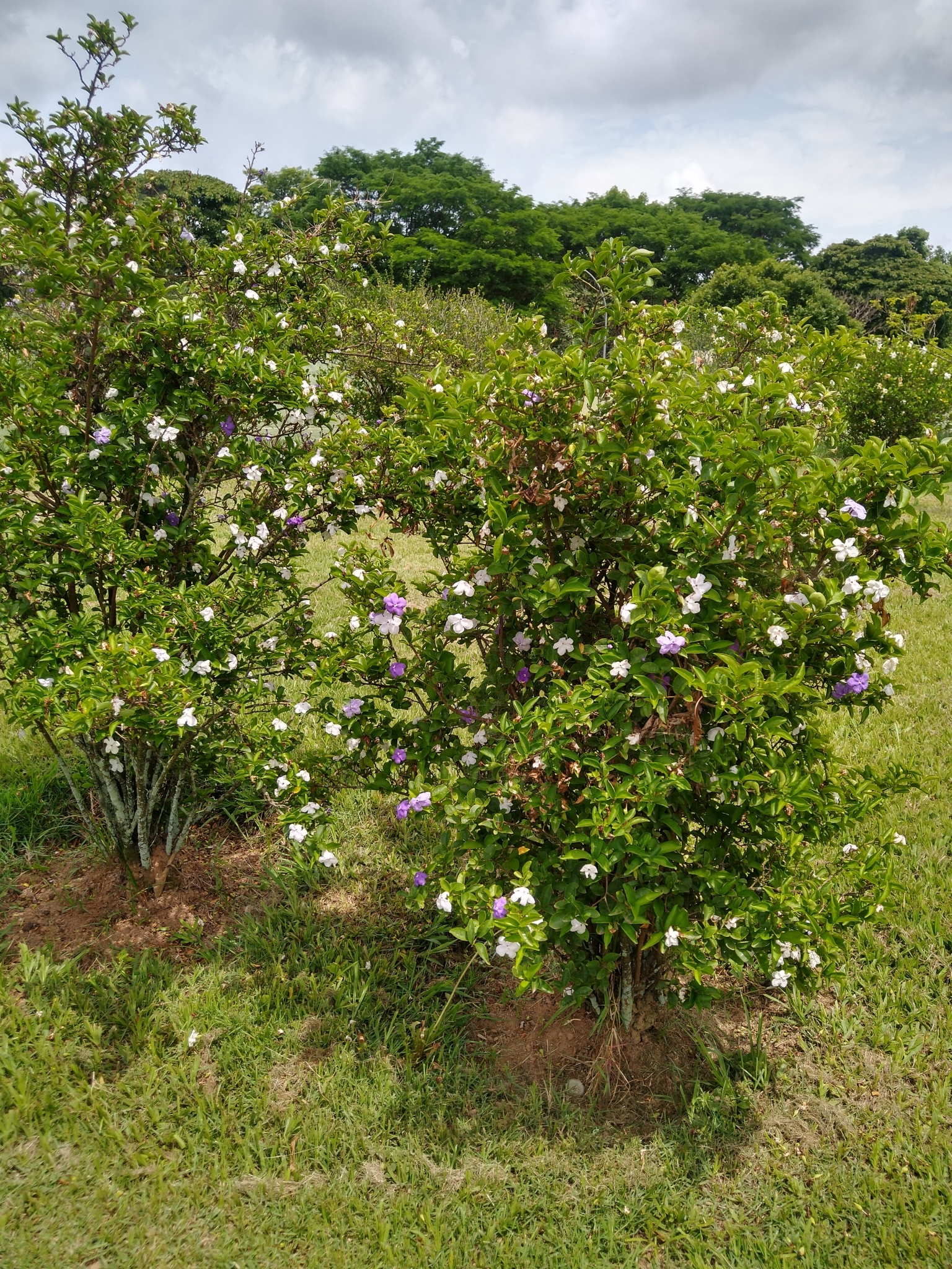 Photo of Brazil raintree (7/8)