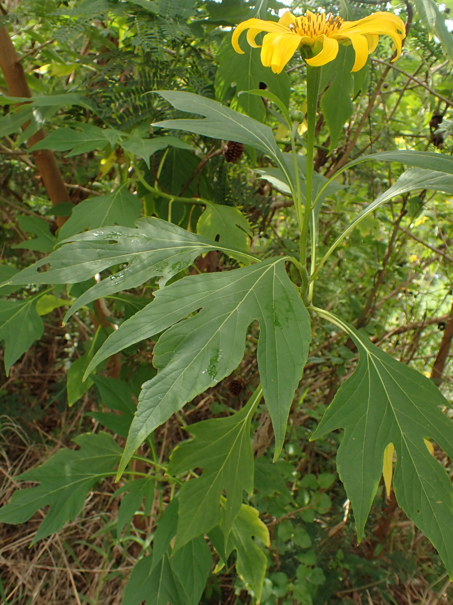 Photo of Mexican sunflower (4/9)