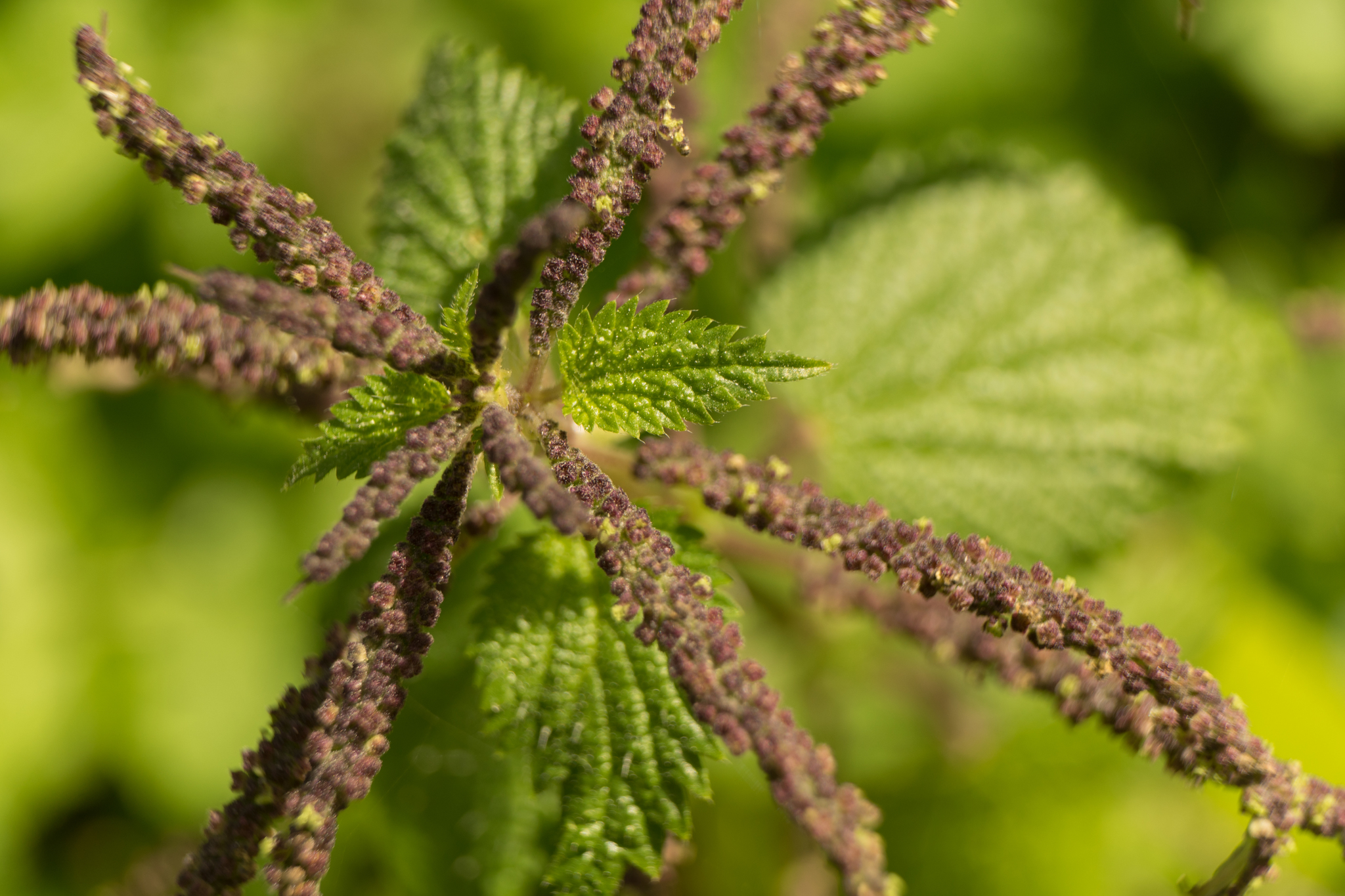Photo of Mediterranean Nettle (6/8)