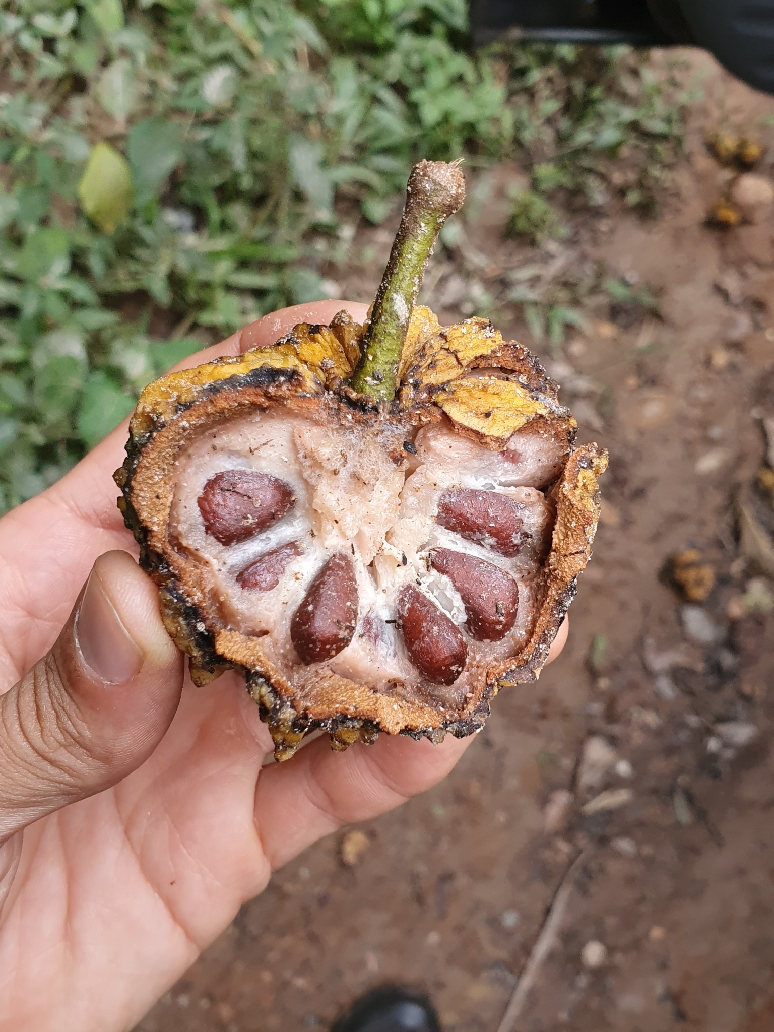 Photo of Annona sylvatica (2/12)