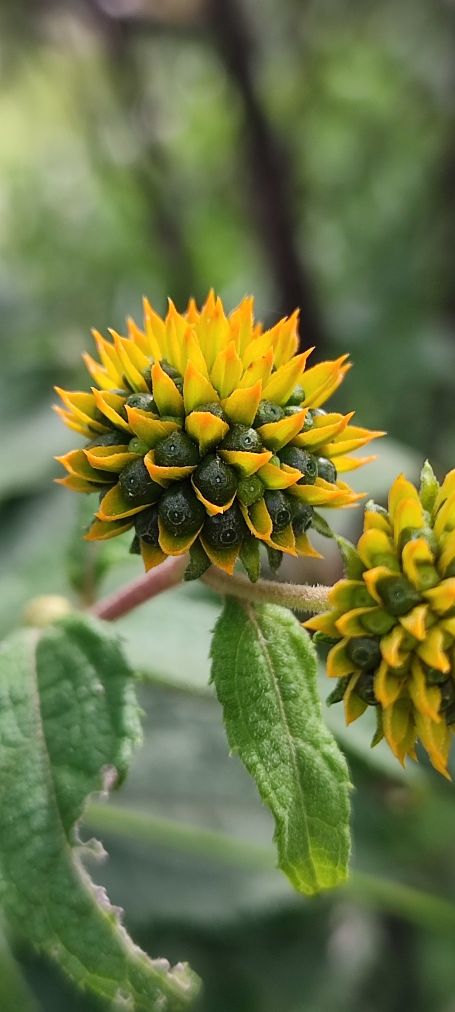 Photo of Tilesia baccata (5/10)