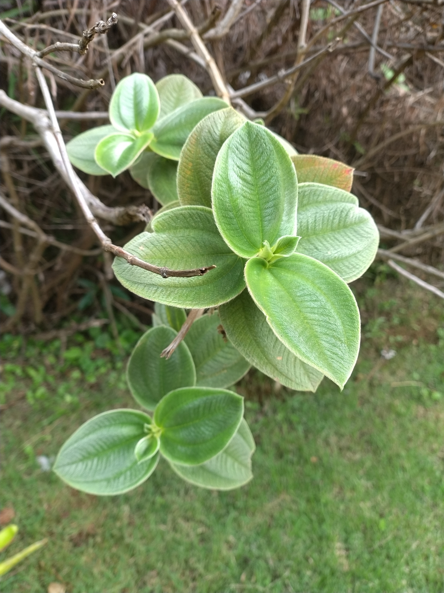 Photo of silverleafed princess flower (3/7)
