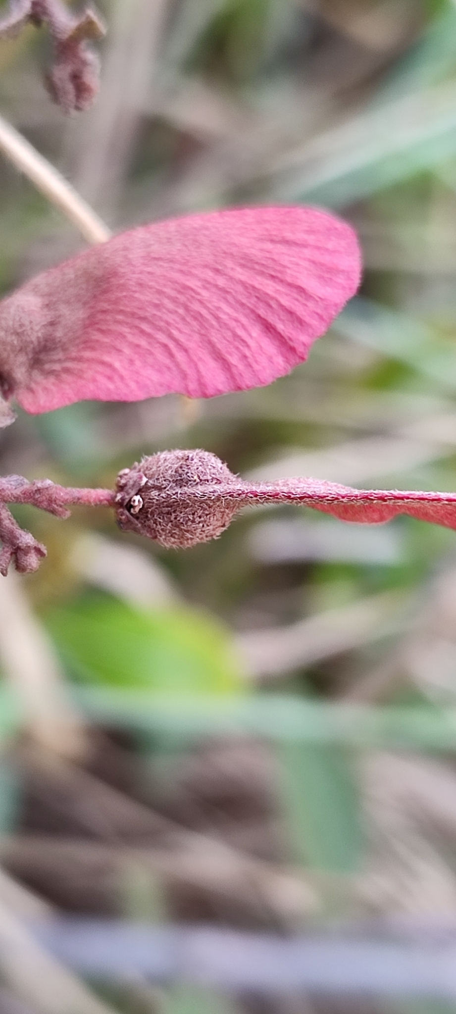 Photo of Heteropterys campestris (7/12)