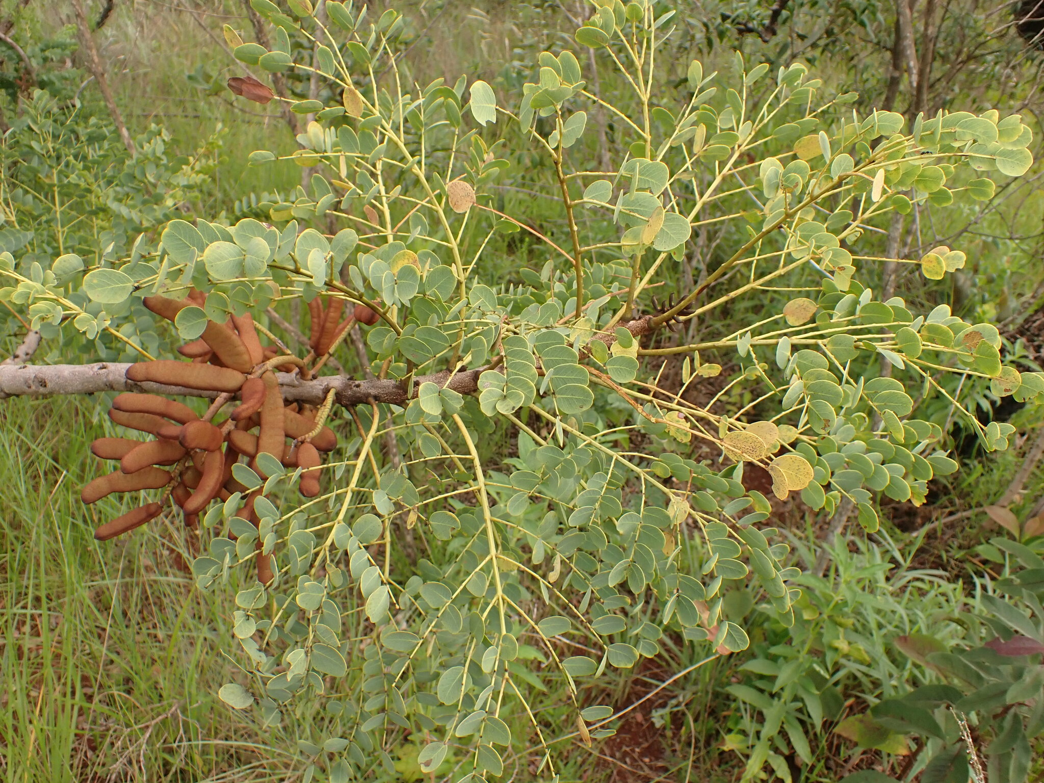 Photo of Stryphnodendron adstringens (6/9)