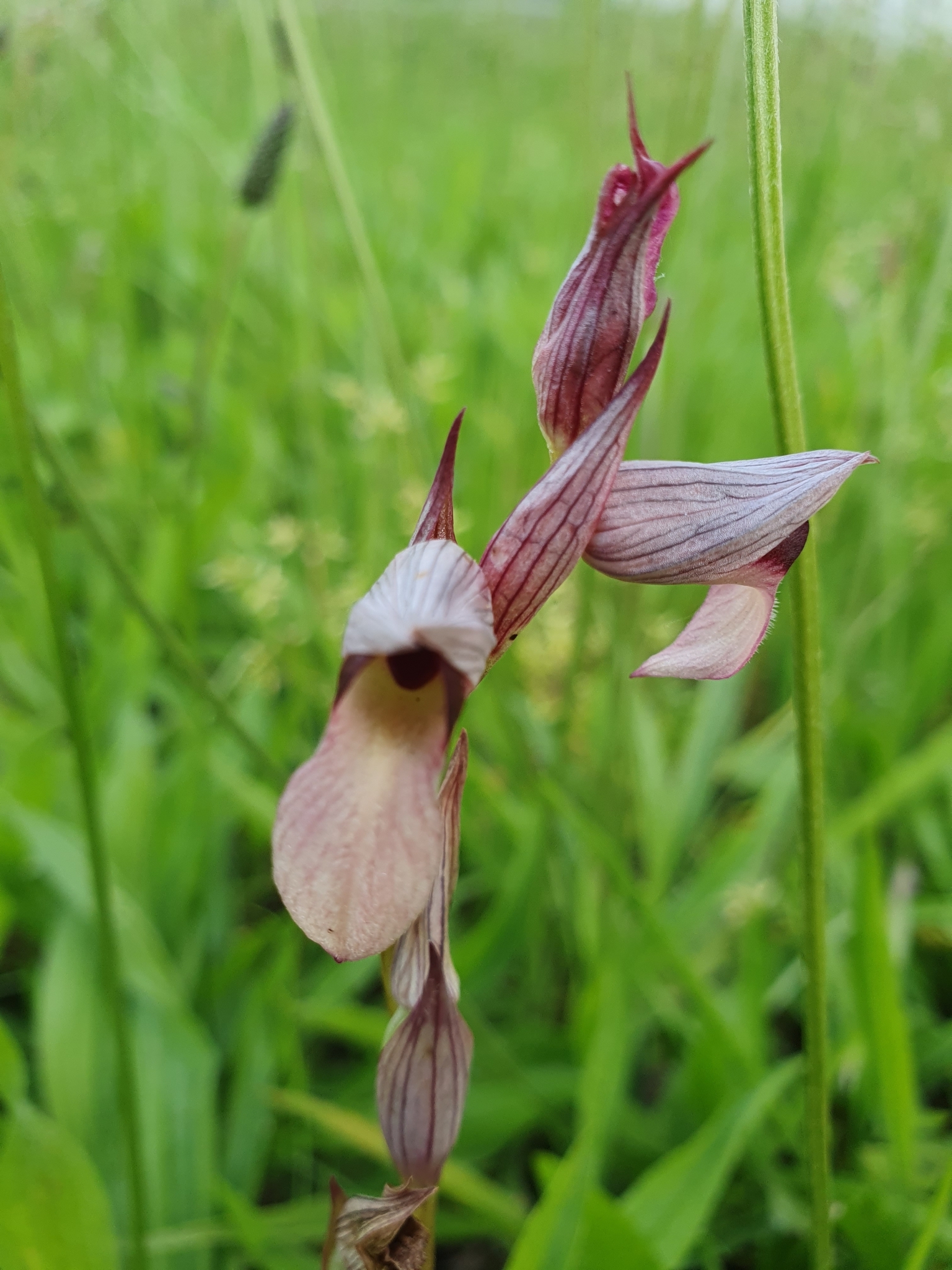 Photo of Tongue Orchid (9/12)