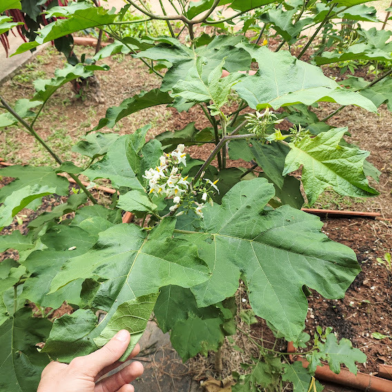 Photo of Turkey Berry (4/7)