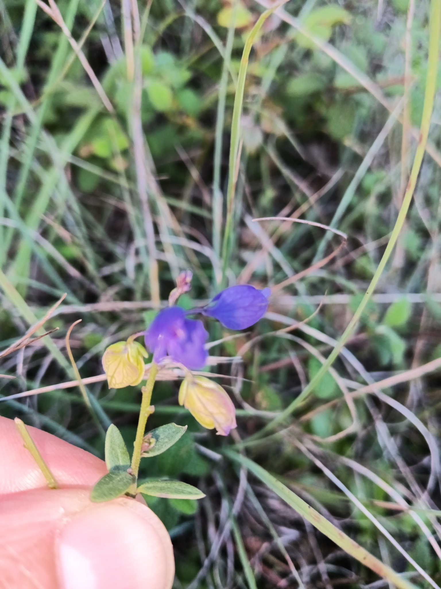 Photo of Common Milkwort (5/8)